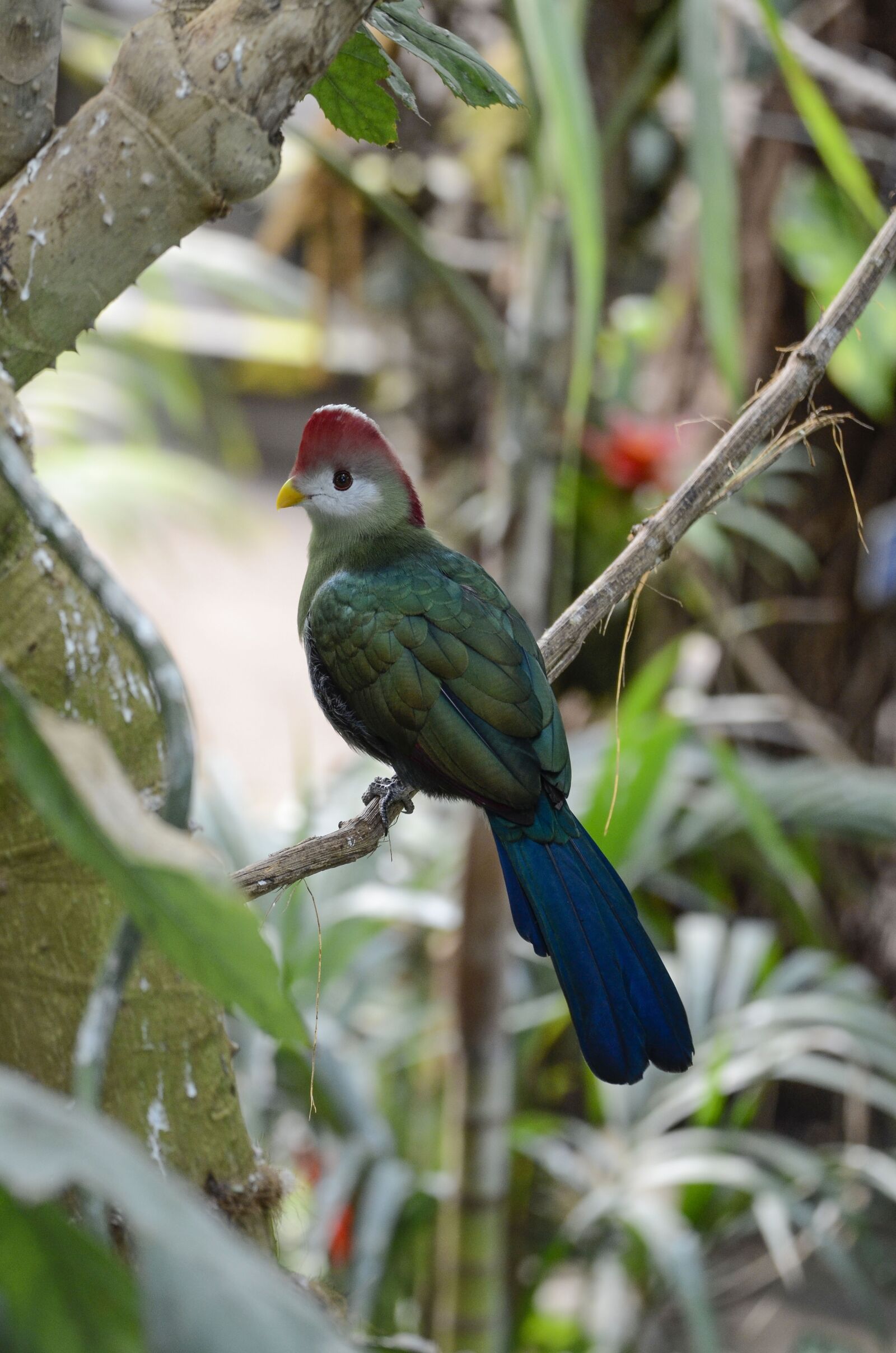 Nikon D7000 sample photo. Tauraco erythrolophus, rotschopfturako, bird photography