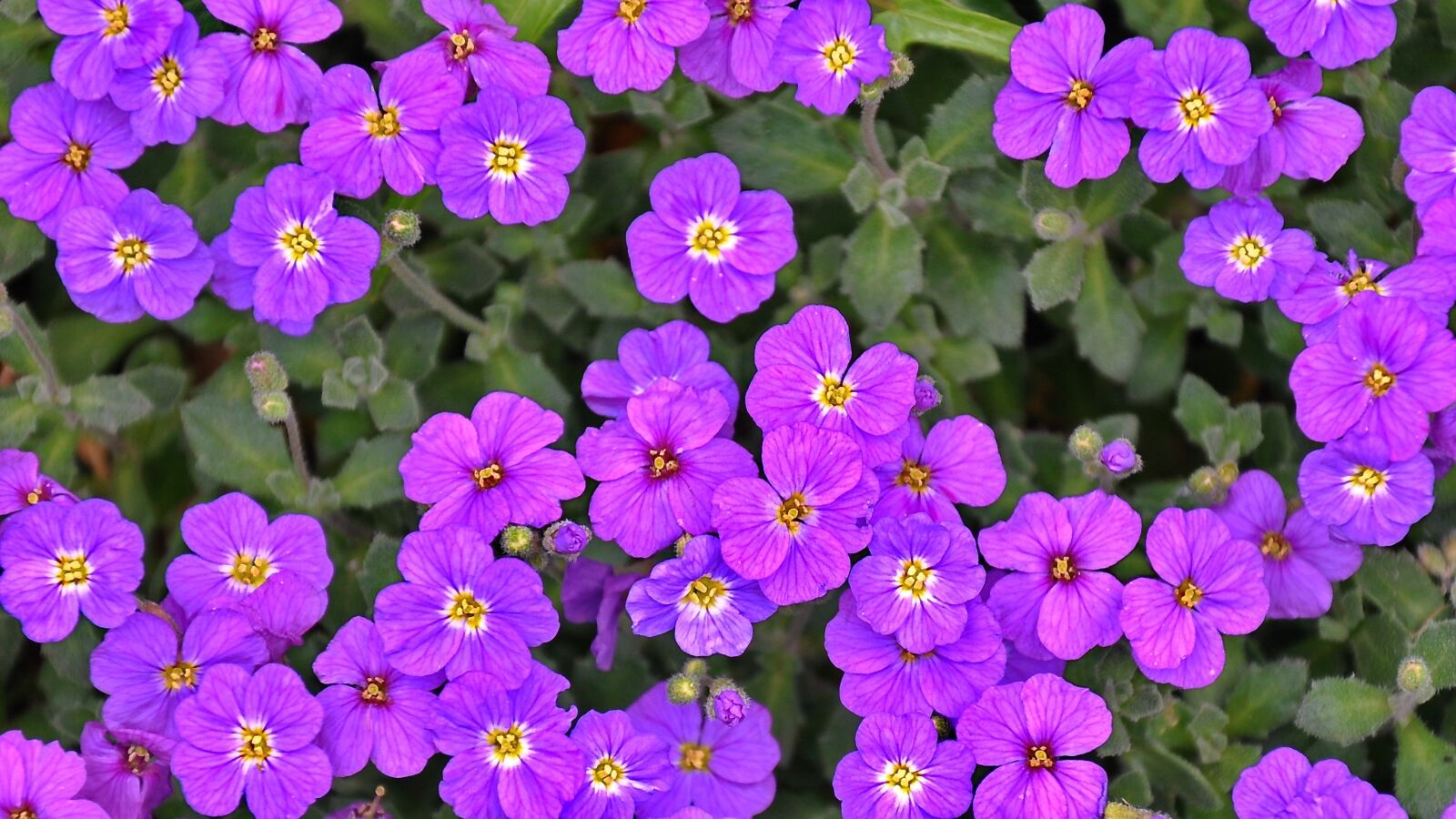 Nikon D90 sample photo. Purple flower, spring flower photography