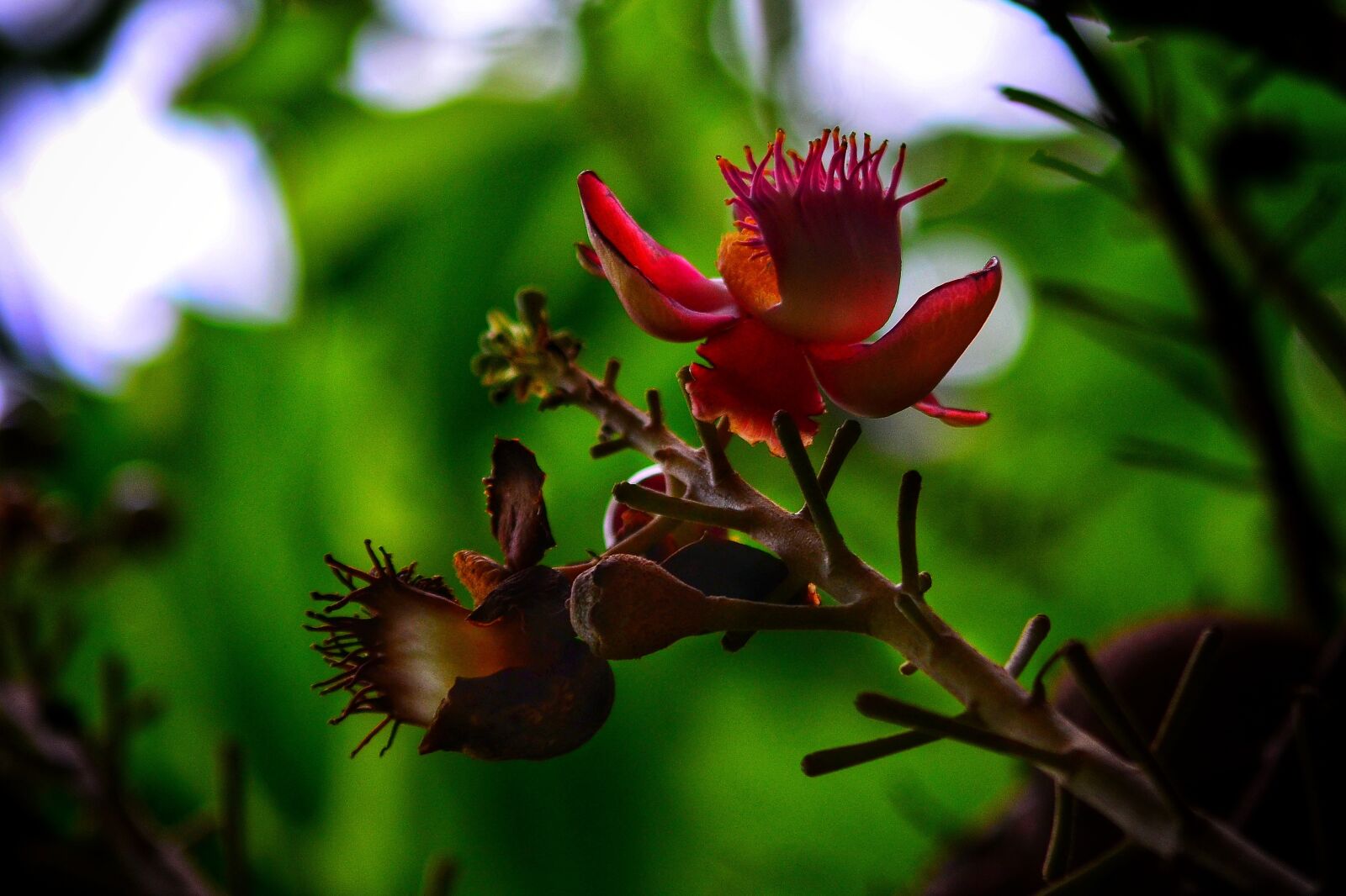 Nikon D5100 sample photo. Bud, nova scotia, the photography