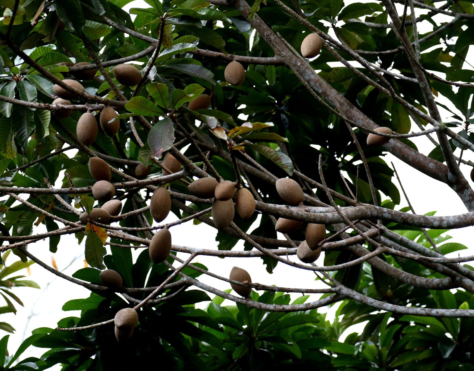 Canon EOS 7D Mark II sample photo. Mamey, fruit, cuba photography