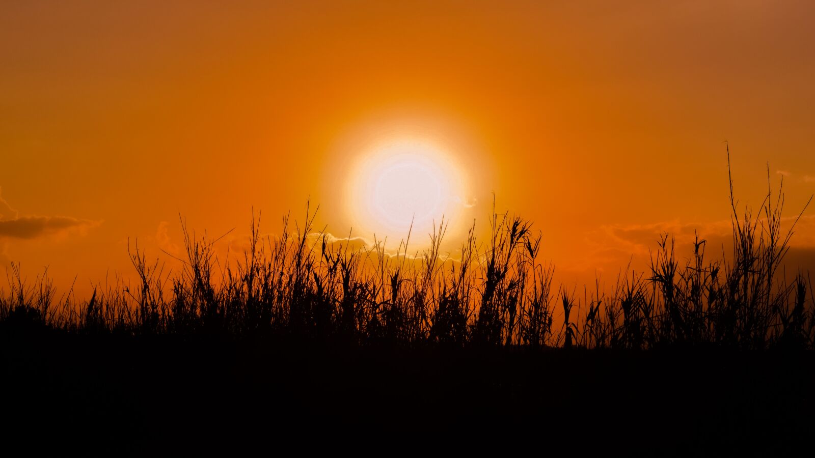 Nikon D3300 sample photo. Sun, sunset, reeds photography