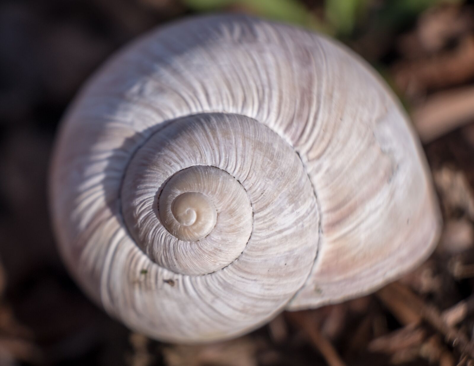 Fujifilm XF 16-55mm F2.8 R LM WR sample photo. Spiral, snail, shellfish photography