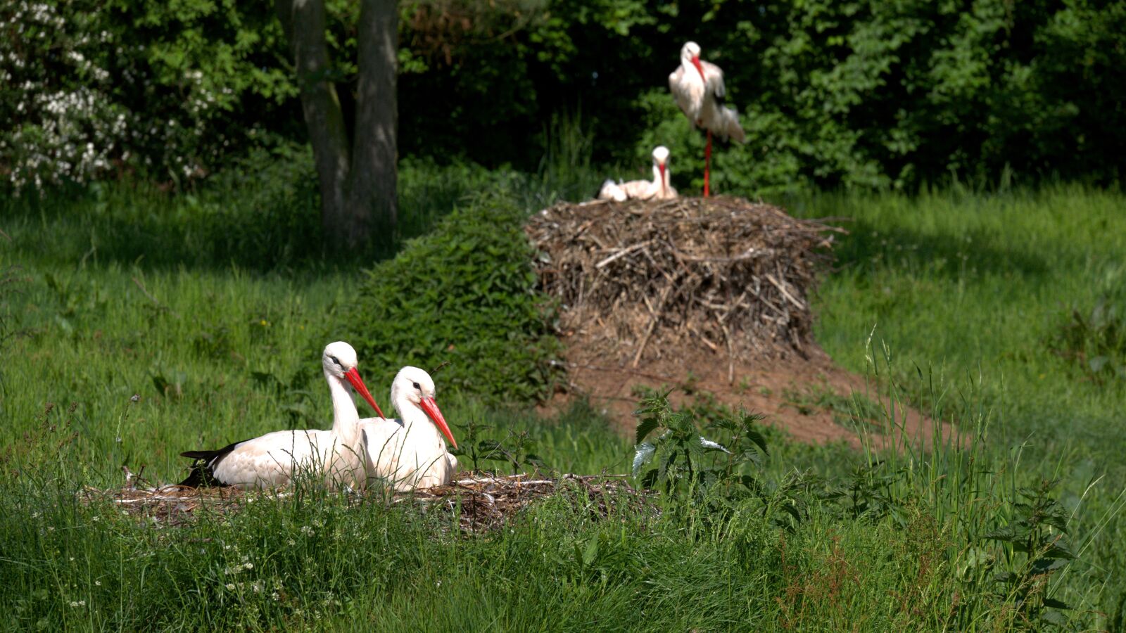 Panasonic Lumix DMC-GX85 (Lumix DMC-GX80 / Lumix DMC-GX7 Mark II) sample photo. Stork, spring, bird photography