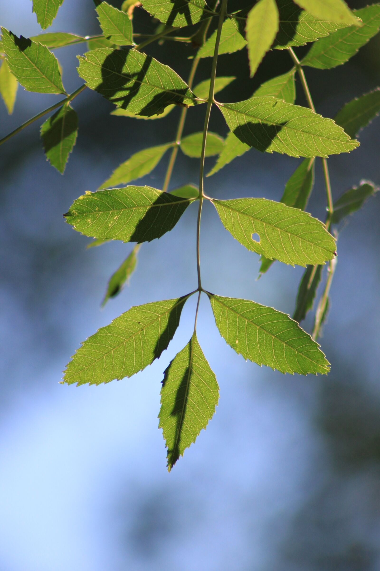 Canon EOS 500D (EOS Rebel T1i / EOS Kiss X3) sample photo. Leaves, reverse light, branch photography
