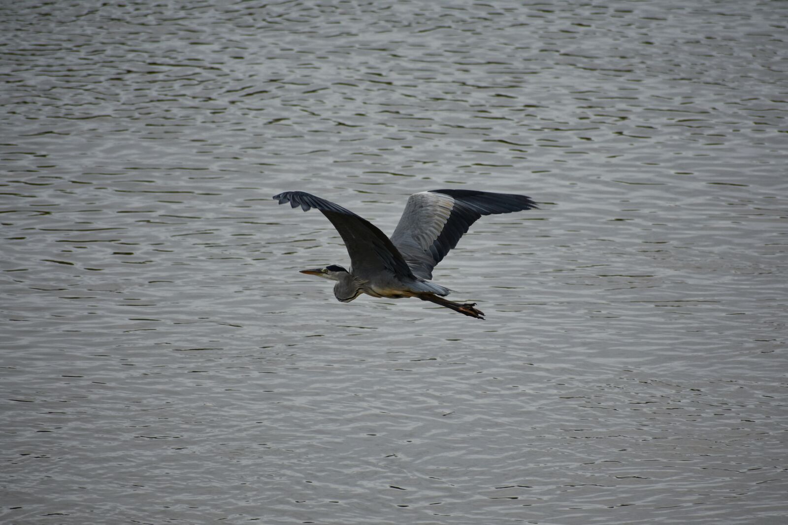 Nikon D7200 sample photo. Animal, river, waterside photography