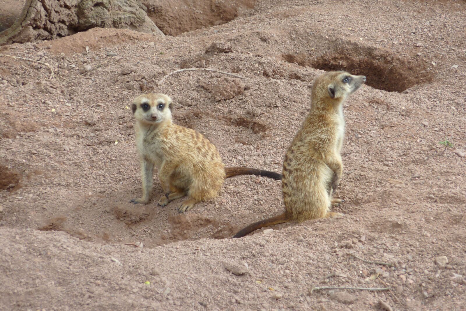 Panasonic DMC-TZ7 sample photo. Nature, mammal, animal world photography
