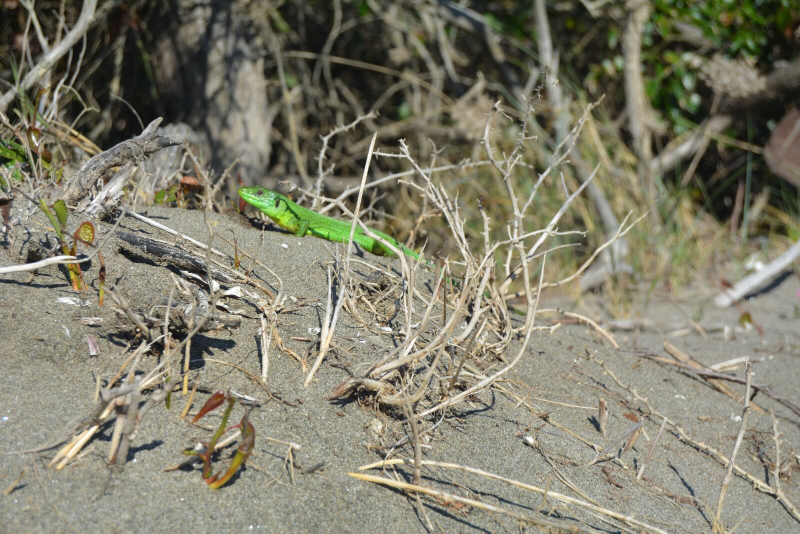 Nikon D5200 sample photo. Lizard, sand, sun photography