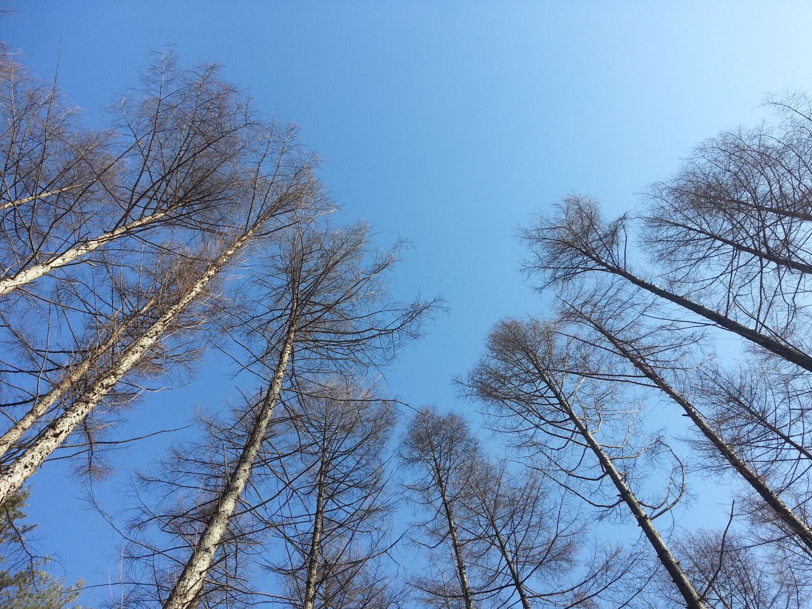 Samsung Galaxy Note2 sample photo. Nature, sky, forest photography