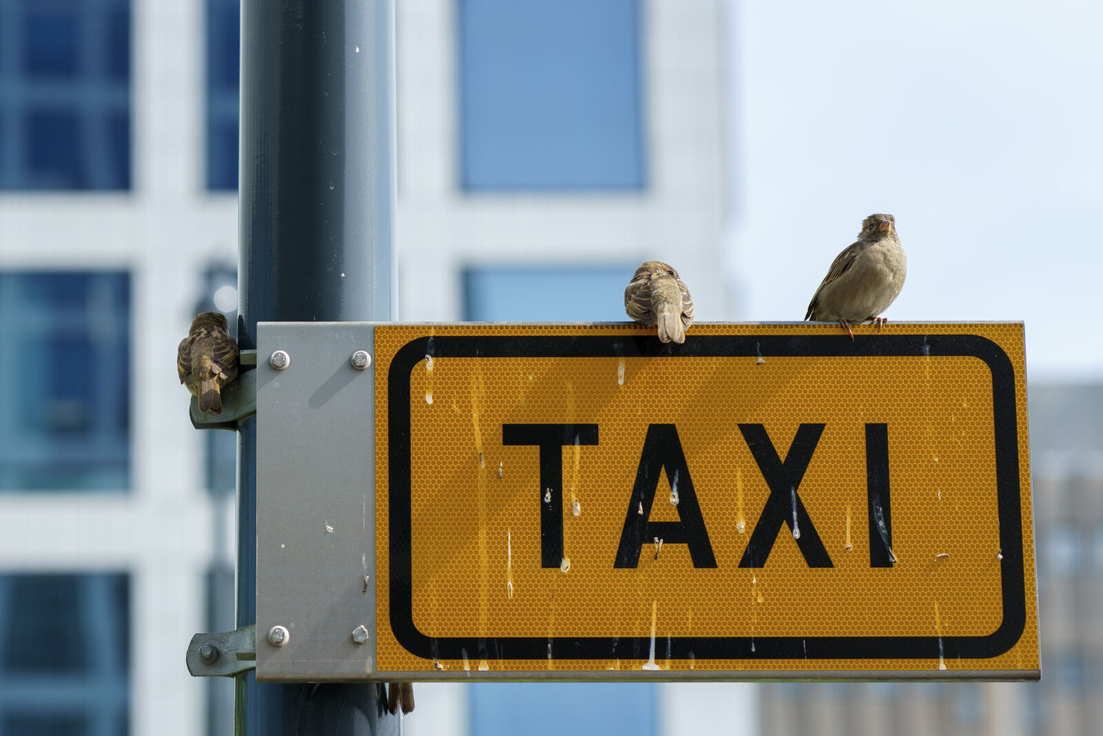 Sony a7R IV + Samyang AF 85mm F1.4 II sample photo. Taxi sign for birds photography