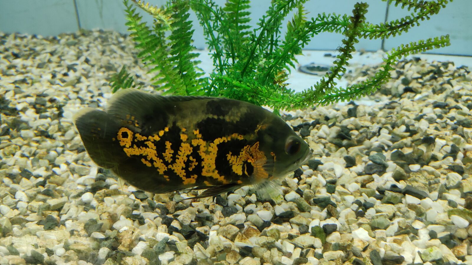 Xiaomi Redmi Note 7 Pro sample photo. Fish, nature, life photography
