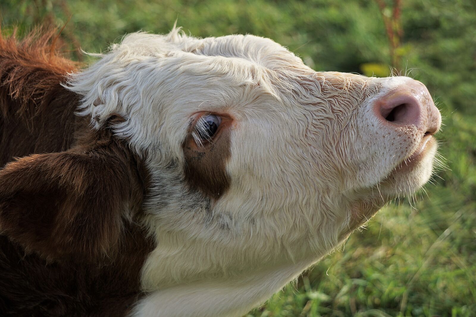 Sony E 55-210mm F4.5-6.3 OSS sample photo. Calf, cow, brown photography