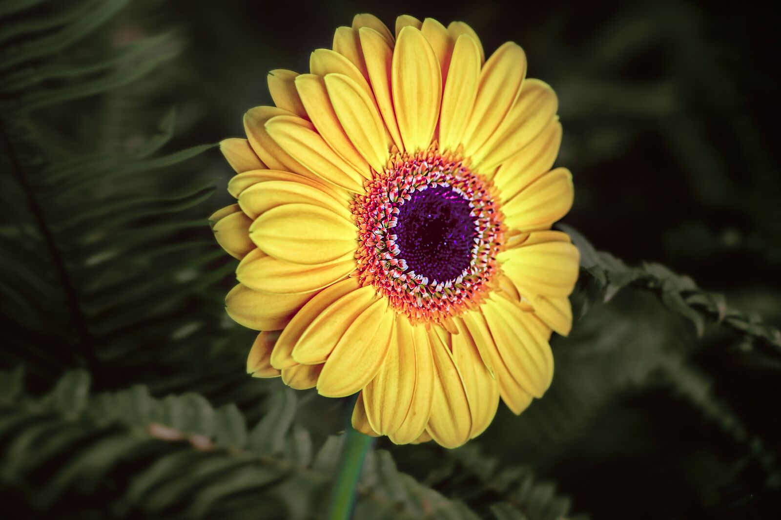 Nikon D3S sample photo. Flower, plant, gerbera photography