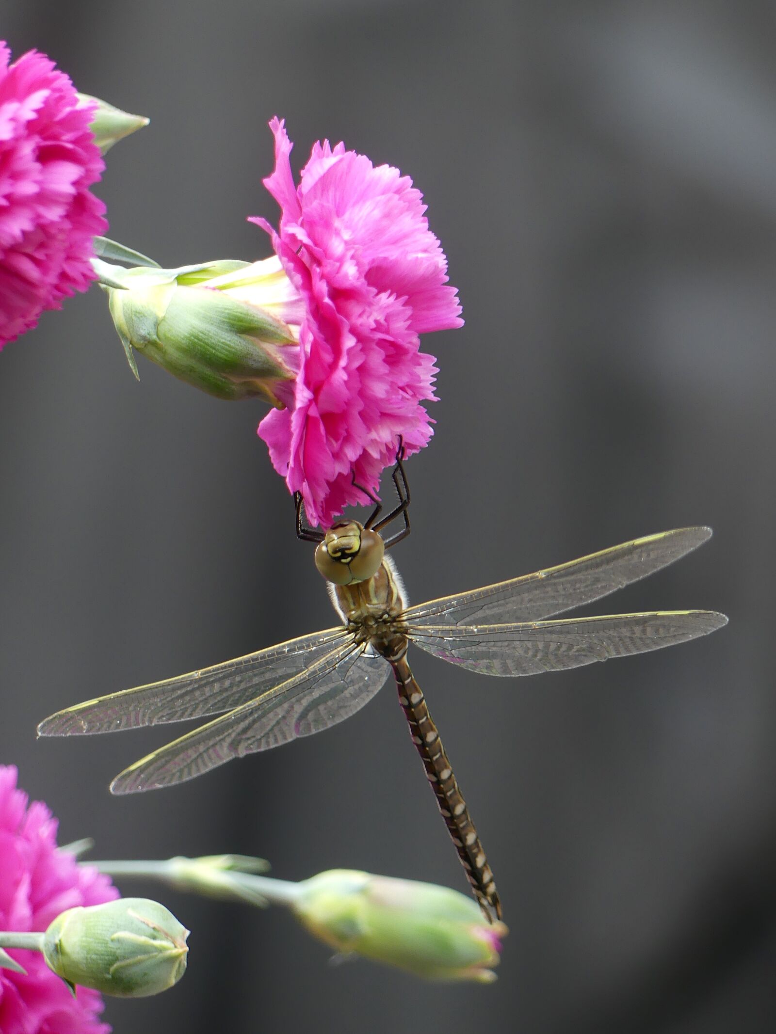 Panasonic DMC-FZ330 sample photo. Dragonfly, insect, nature photography