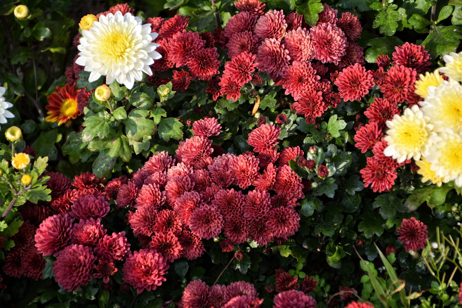 Nikon D7100 sample photo. Flower, chichewa live, vivid photography