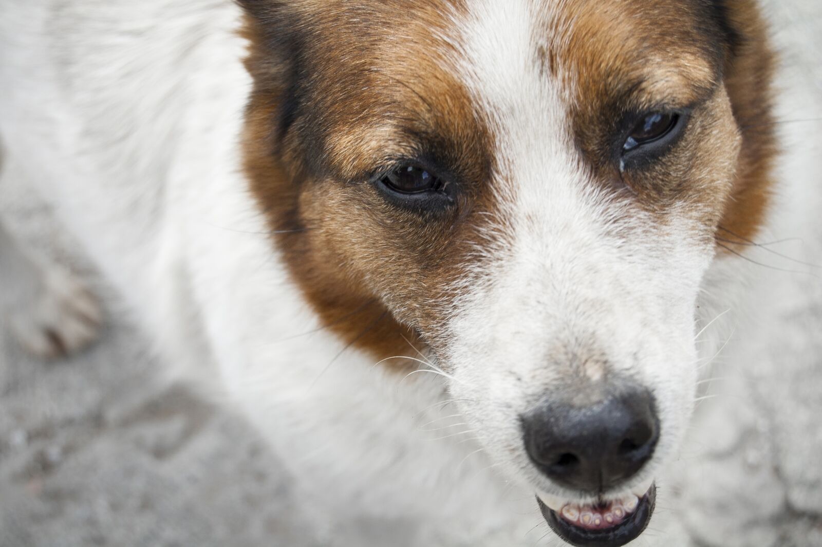 Nikon D40 sample photo. Dog, animal, close up photography