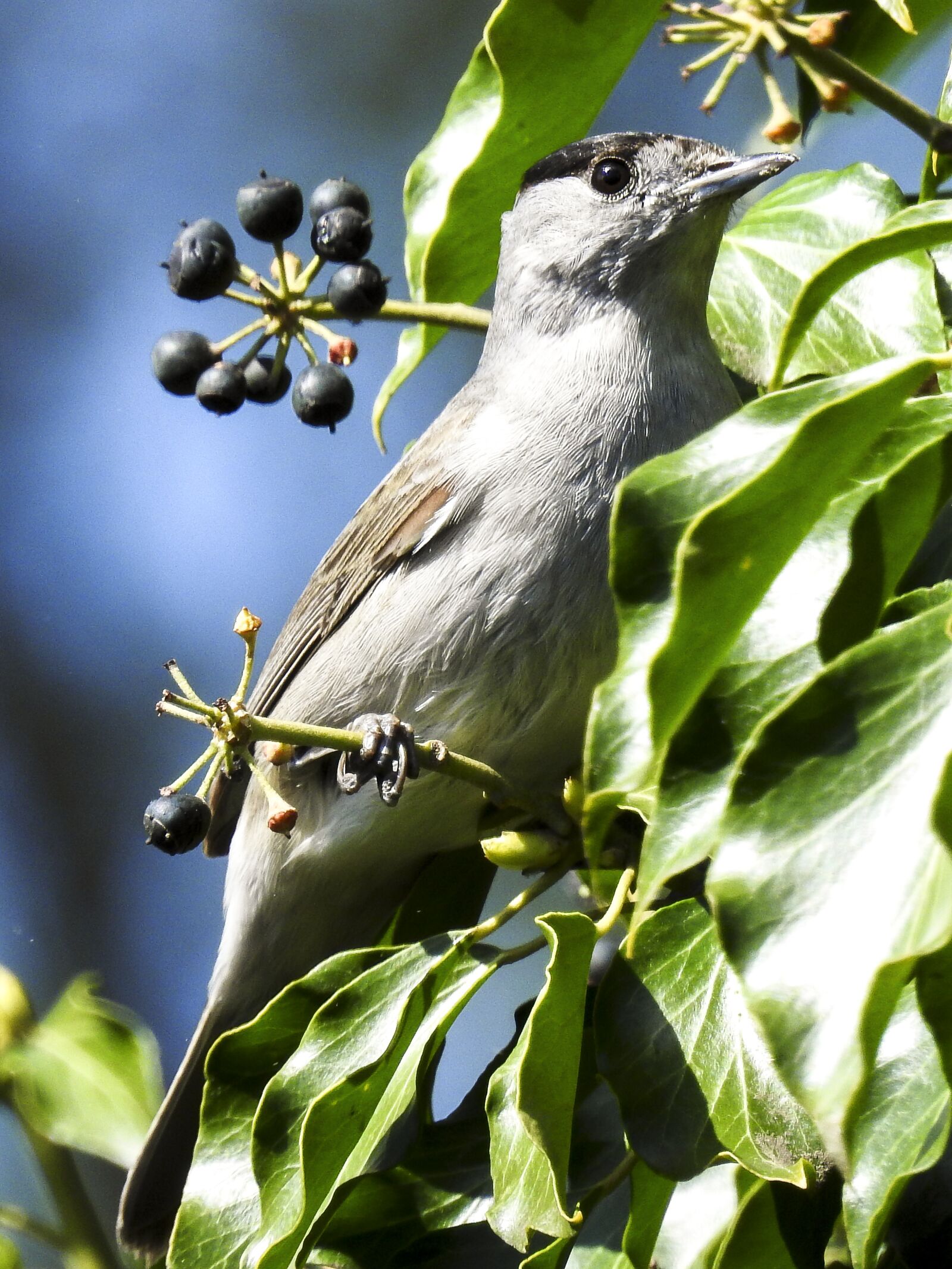 Nikon Coolpix P900 sample photo. Blackcap, bird, songbird photography