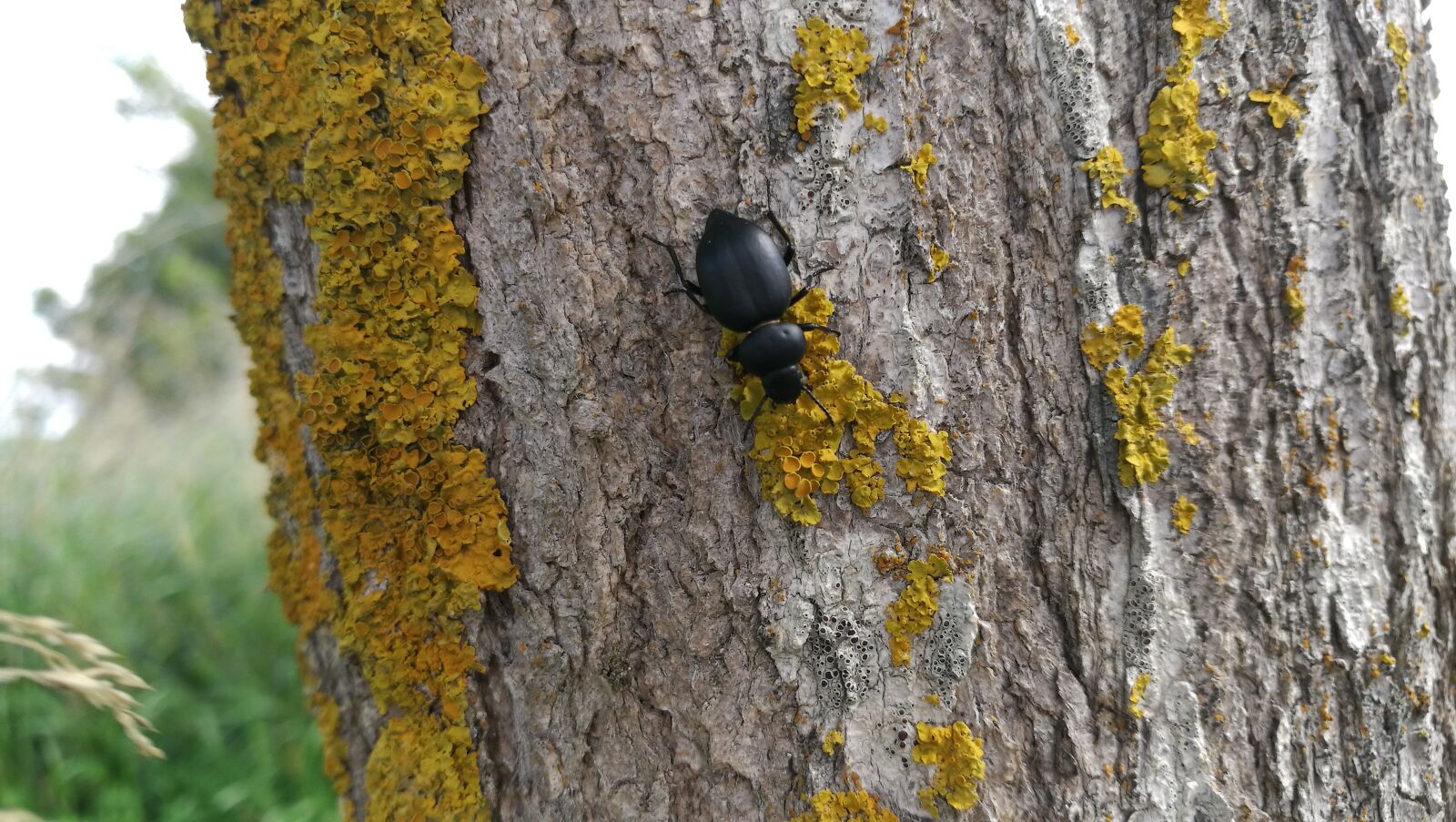 HUAWEI P9 sample photo. Beetle, nature, insect photography