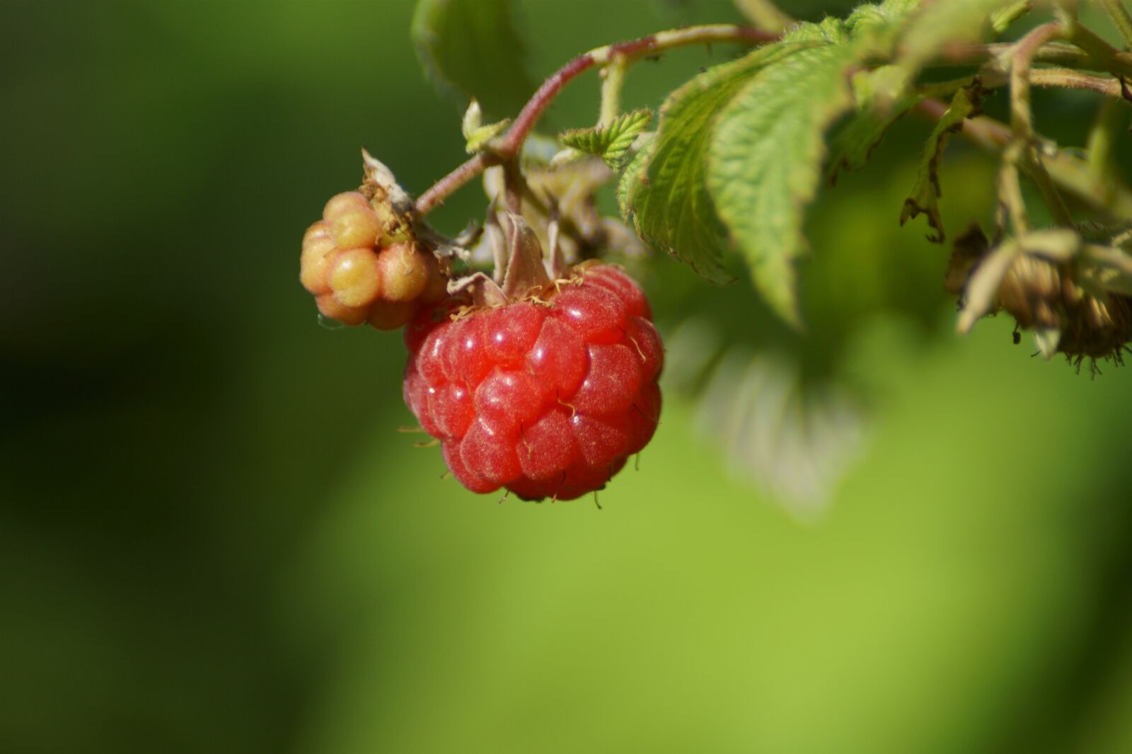 Sony SLT-A58 sample photo