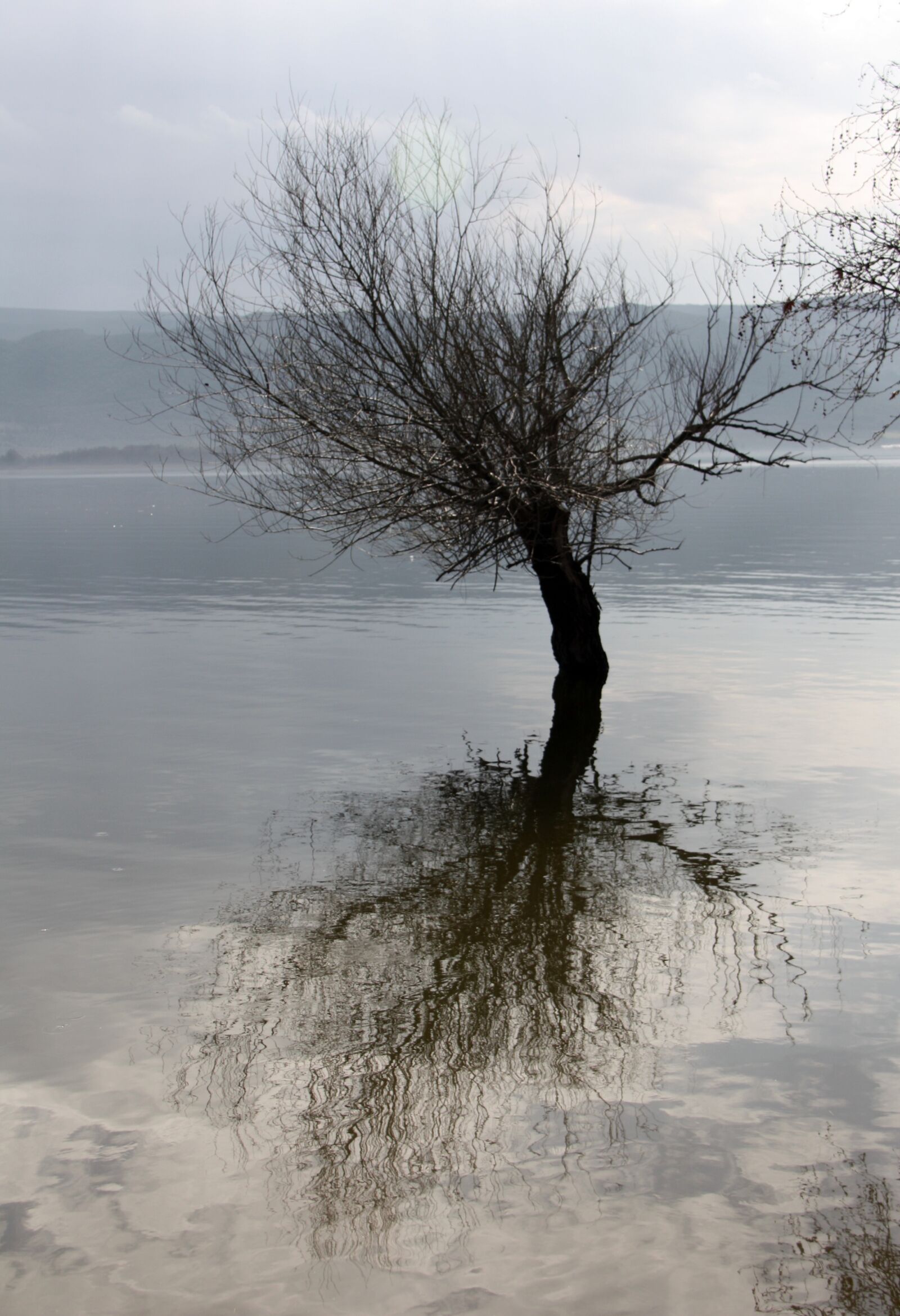 Canon EOS 450D (EOS Rebel XSi / EOS Kiss X2) sample photo. Lake, tree, reflection photography