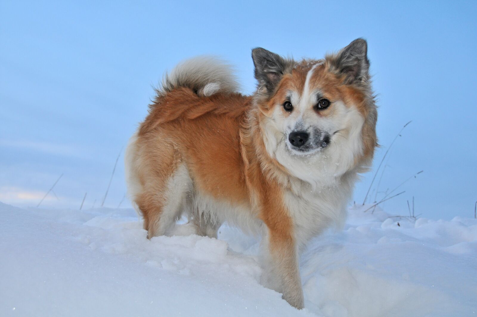 Nikon D300S sample photo. Iceland dog, winter, snow photography