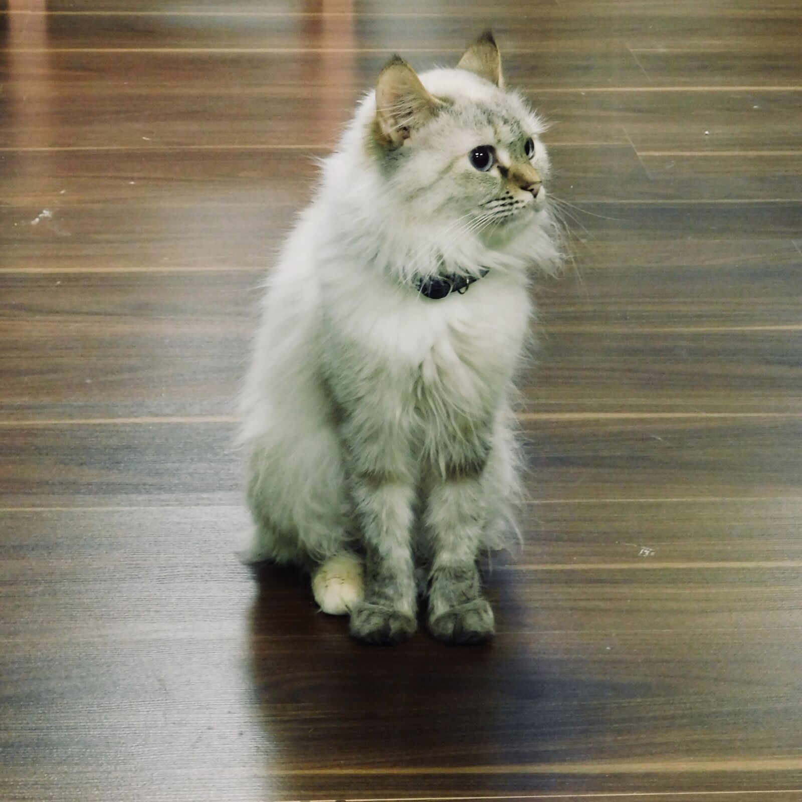 Nikon Coolpix B500 sample photo. Animal, cats, concentration, cute photography