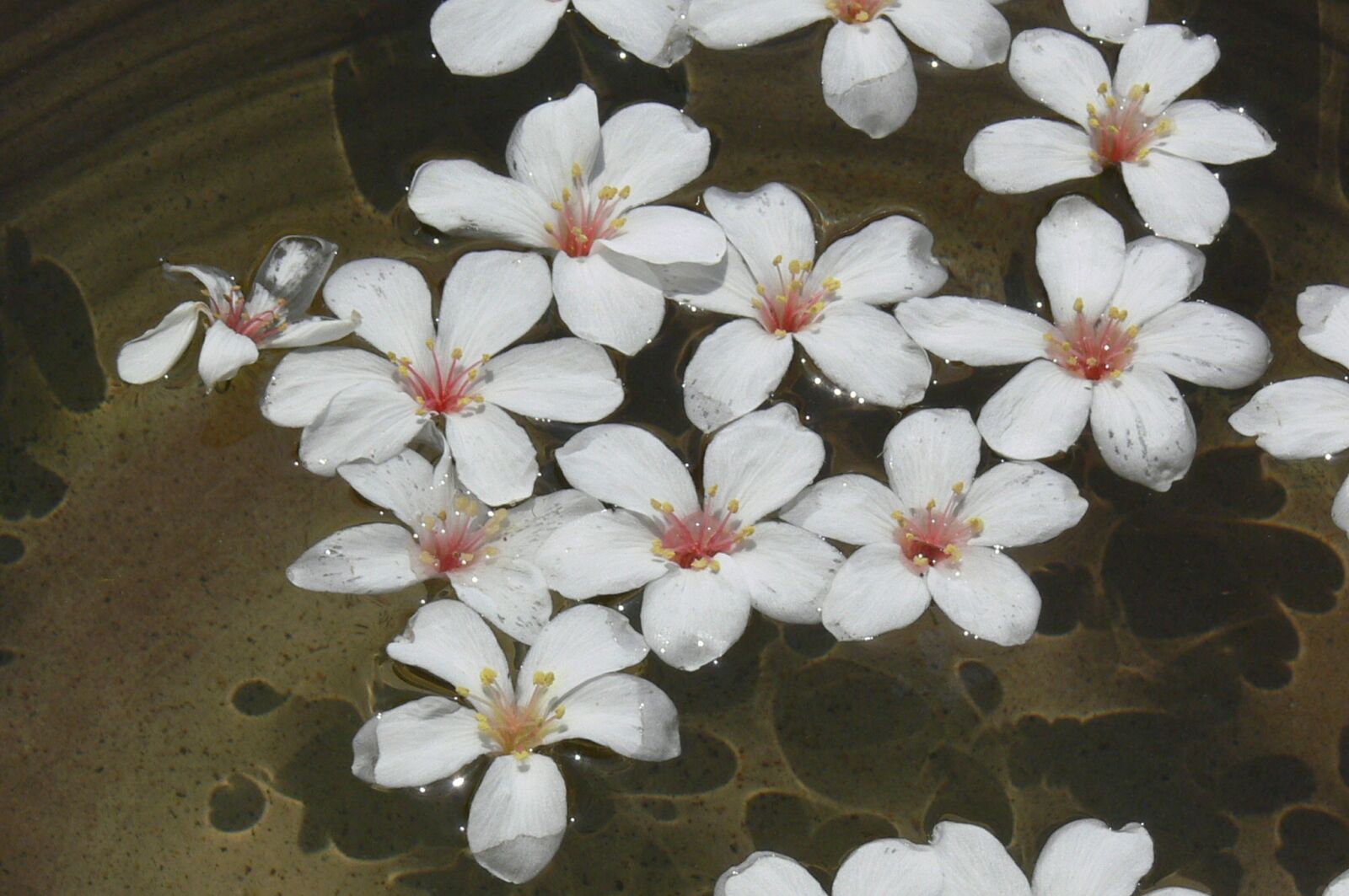Panasonic DMC-FZ30 sample photo. Flower, indus, wu yuexue photography