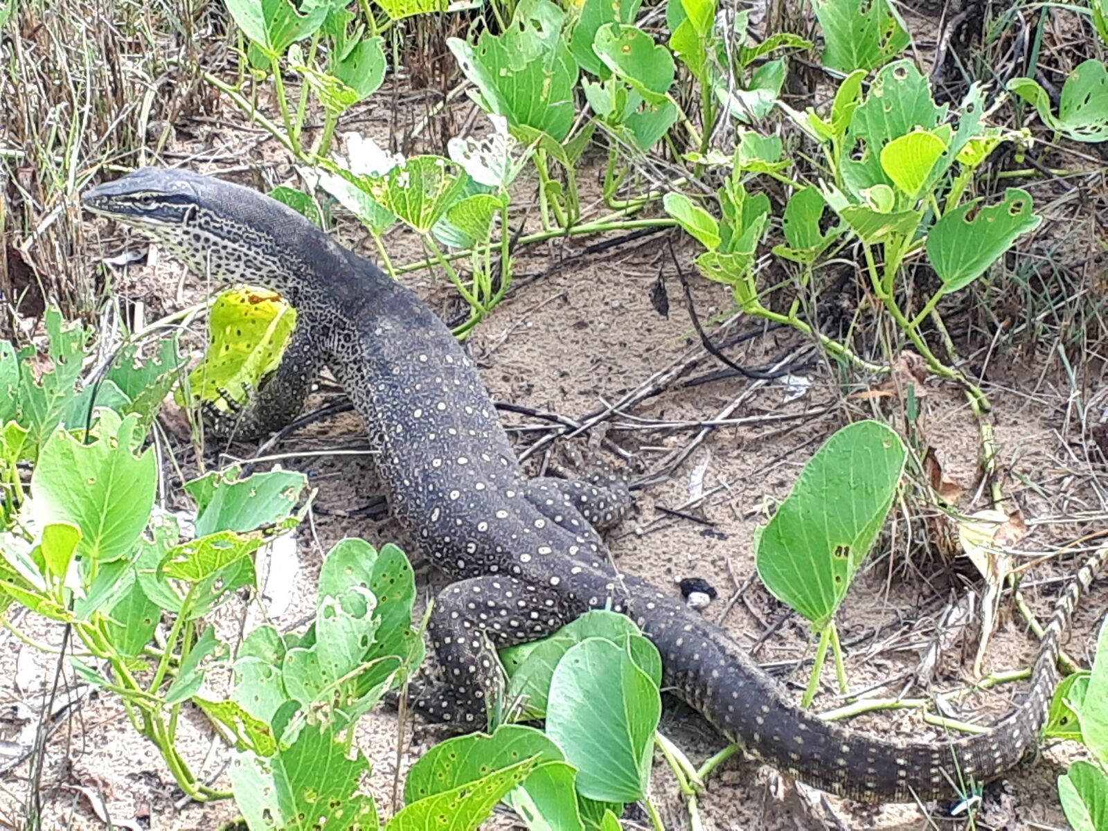 Samsung Galaxy A5(2017) sample photo. Water dragon, reptile, lizard photography