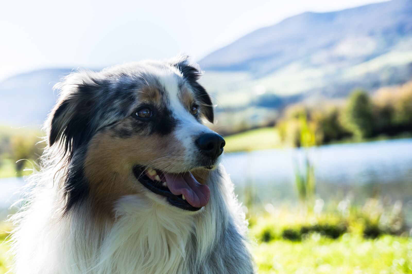 Nikon D5300 sample photo. Dogs, mountain, landscape photography