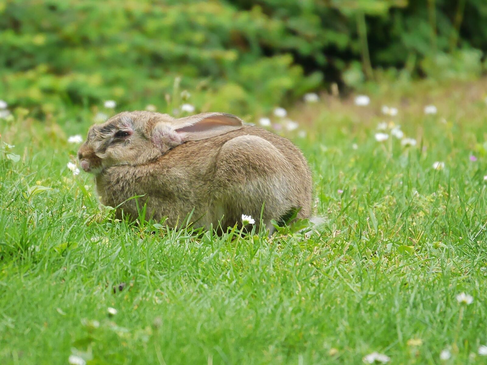 Panasonic Lumix DMC-GF6 sample photo. Rabbit, animals, nature photography