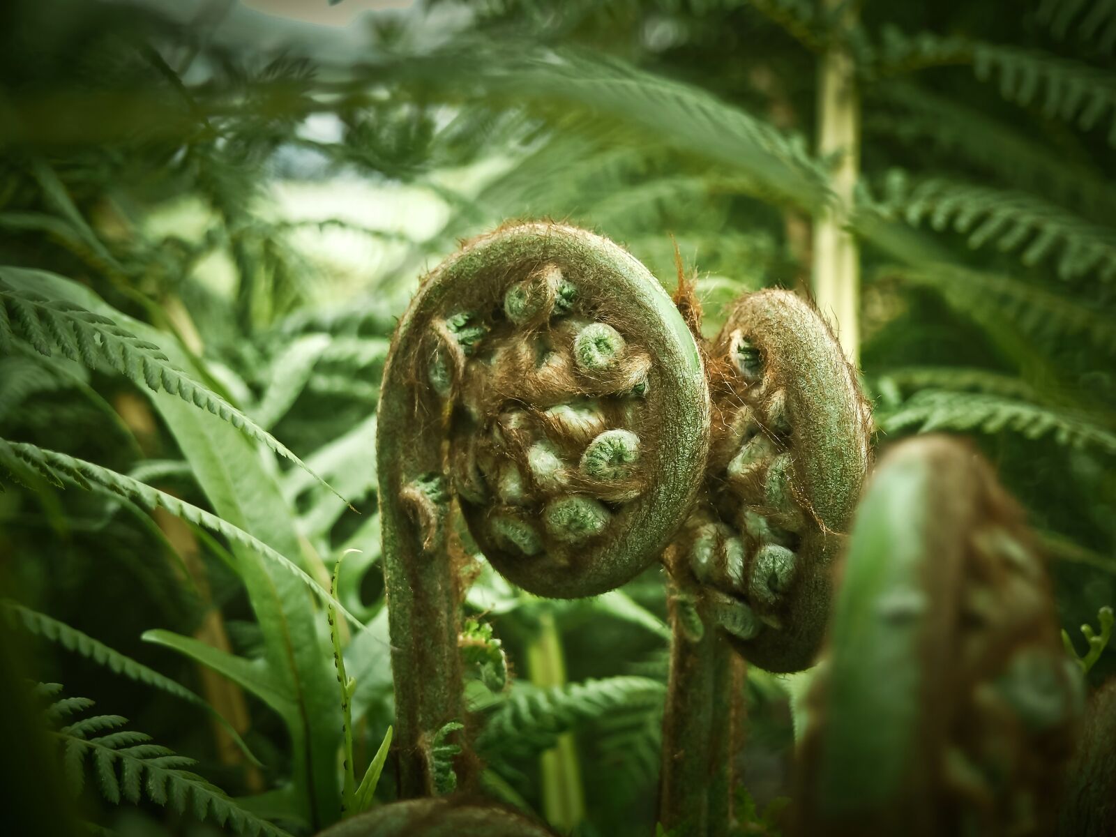 Olympus OM-D E-M10 sample photo. Palm fern, fern, plant photography