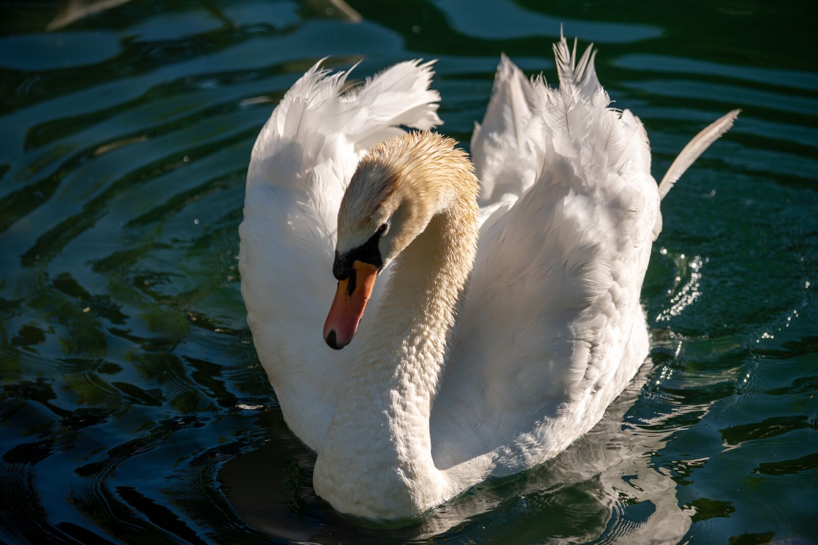 Nikon D750 sample photo. Swan, mute swan, white photography