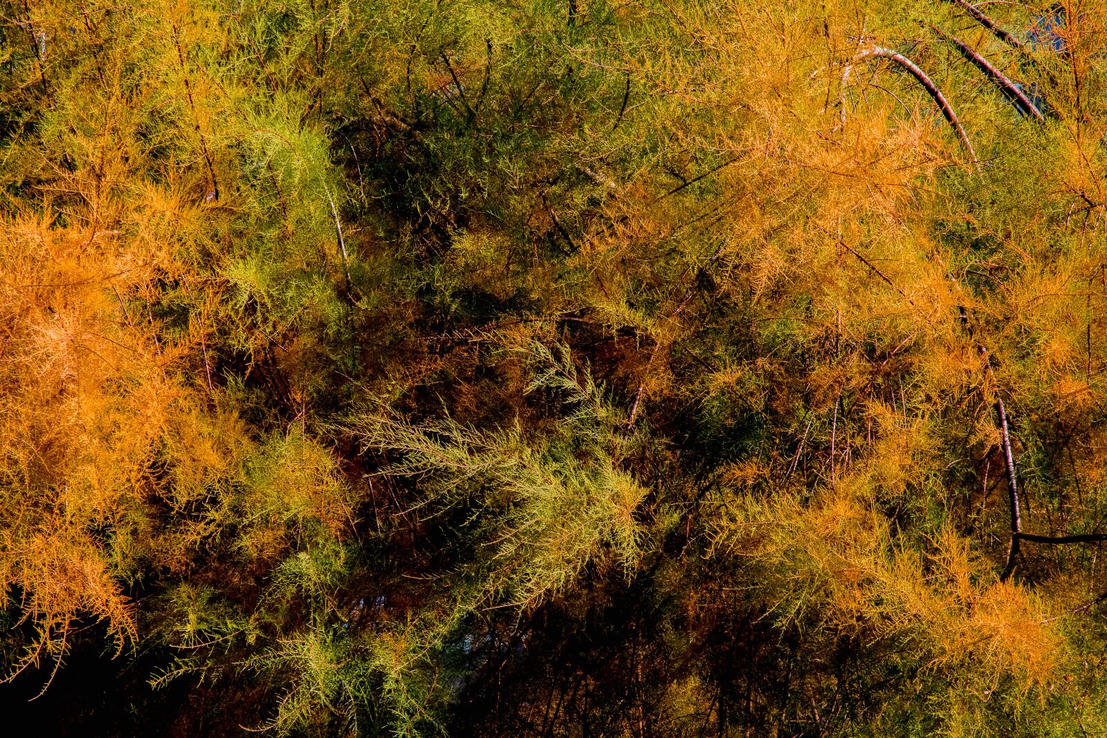 Canon EF-S 55-250mm F4-5.6 IS STM sample photo. Tree, bush, autumn photography