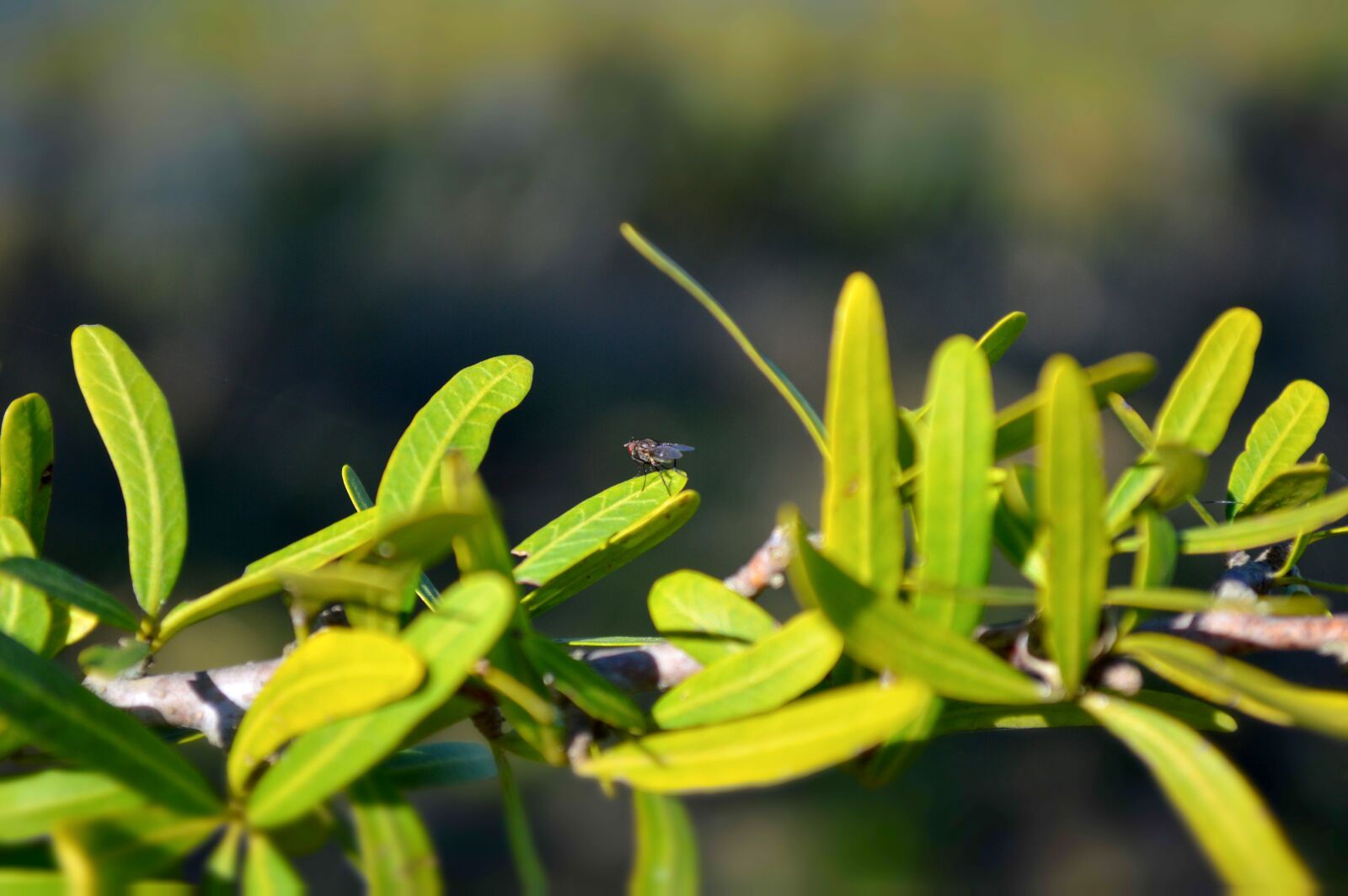 Nikon D3200 sample photo. Fly, branch, nature photography