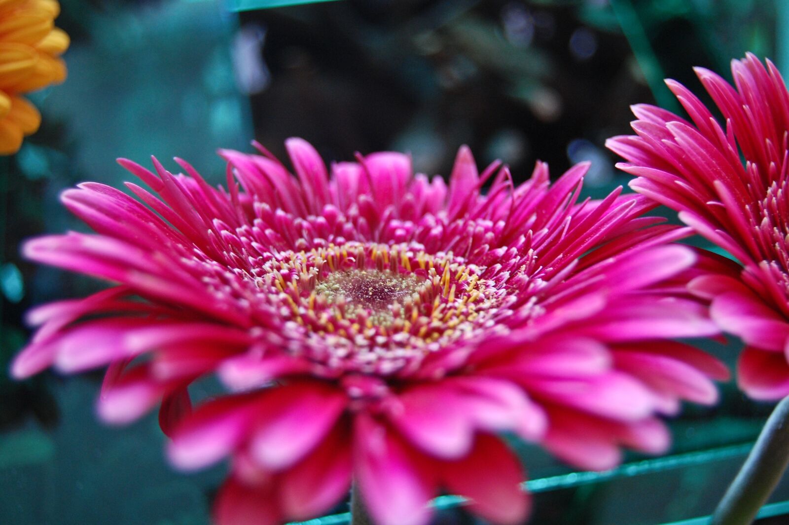 Nikon D40 sample photo. Flower, red, nature photography