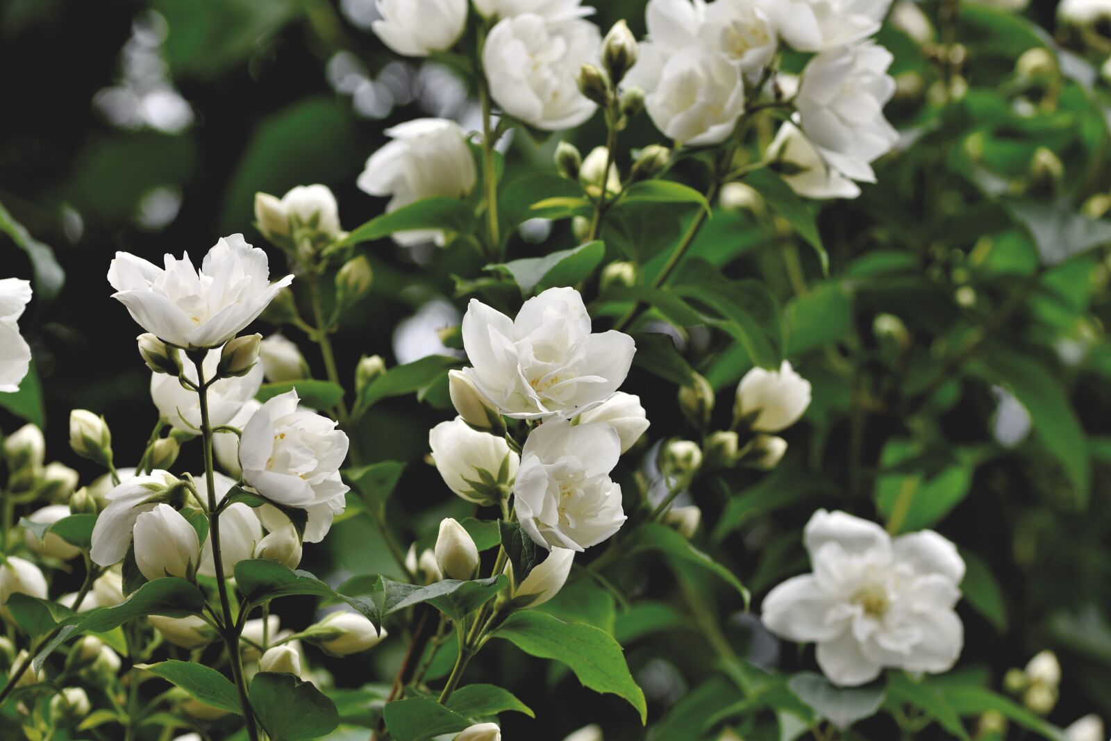 Nikon D7200 sample photo. Scent of jasmine, jasmin photography