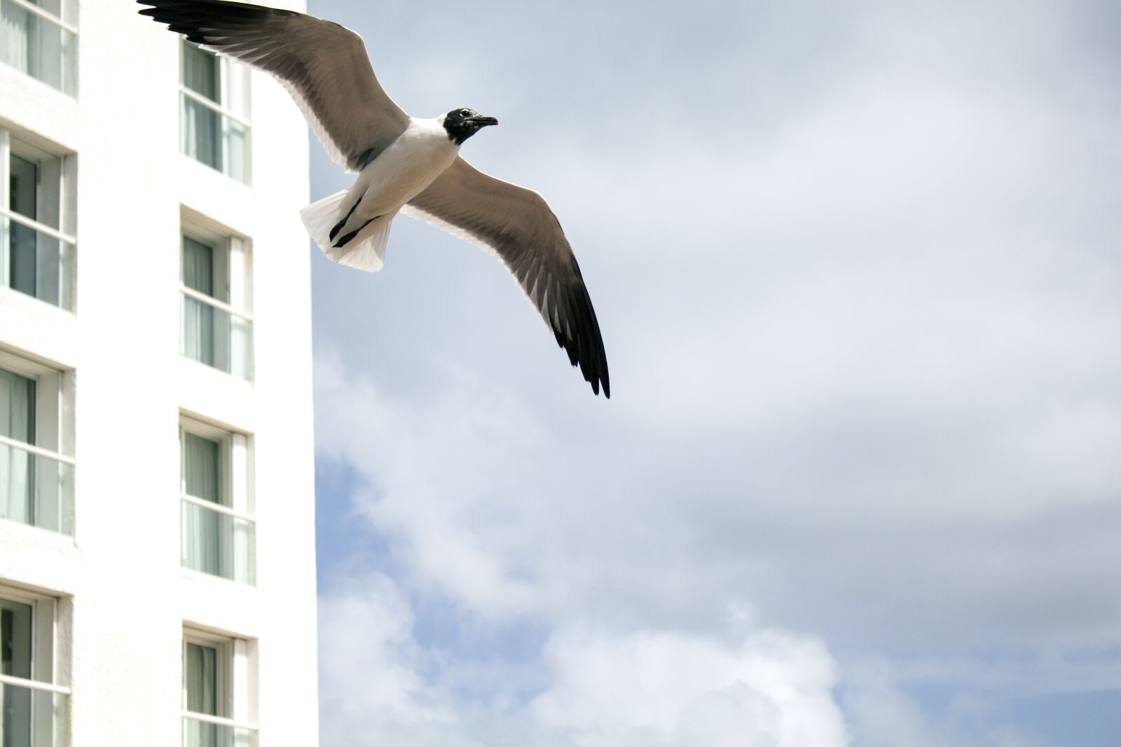 Canon EOS 700D (EOS Rebel T5i / EOS Kiss X7i) sample photo. Seagull, hotel, costa photography