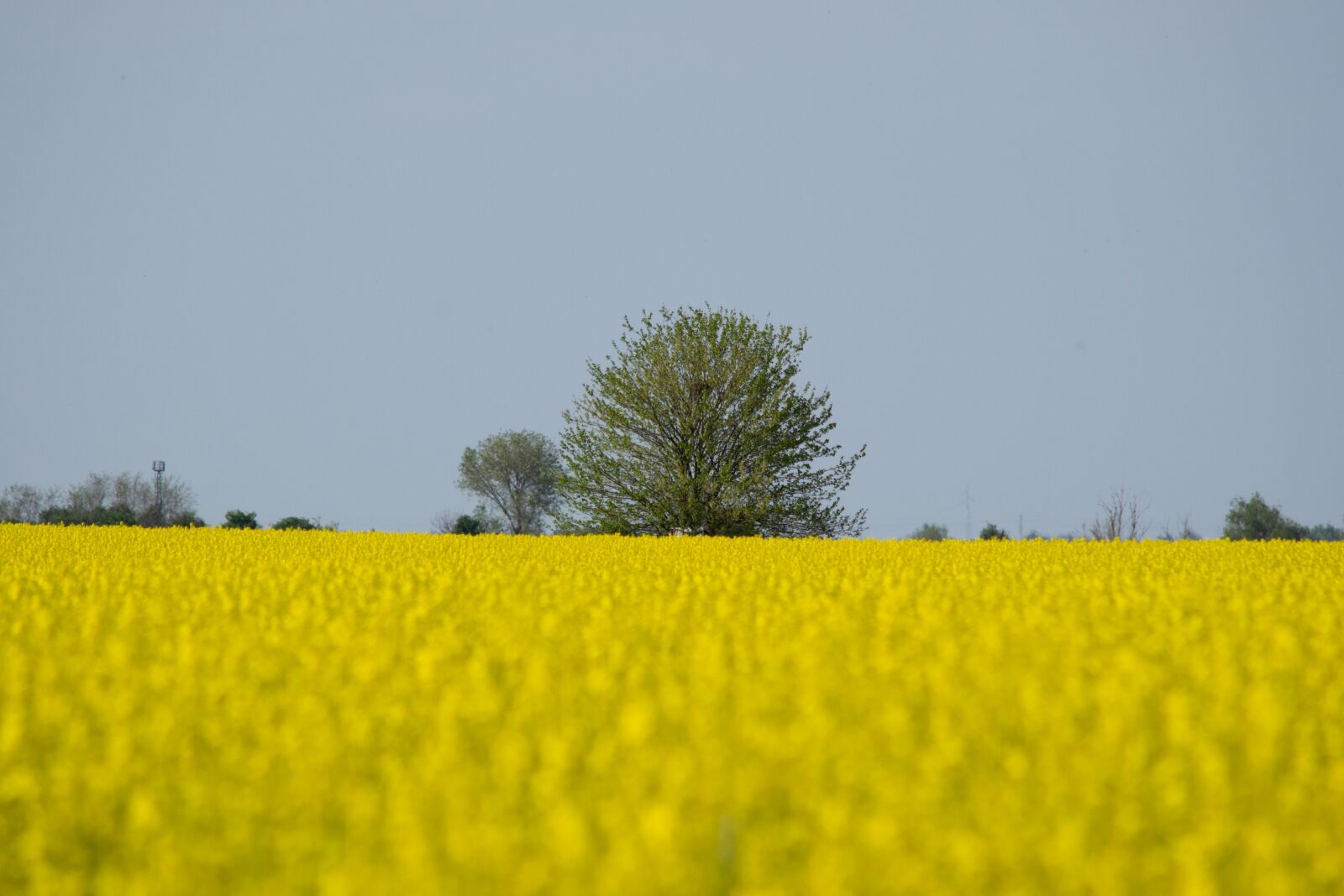 Nikon D3300 sample photo. Rape, yellow, oilseed rape photography