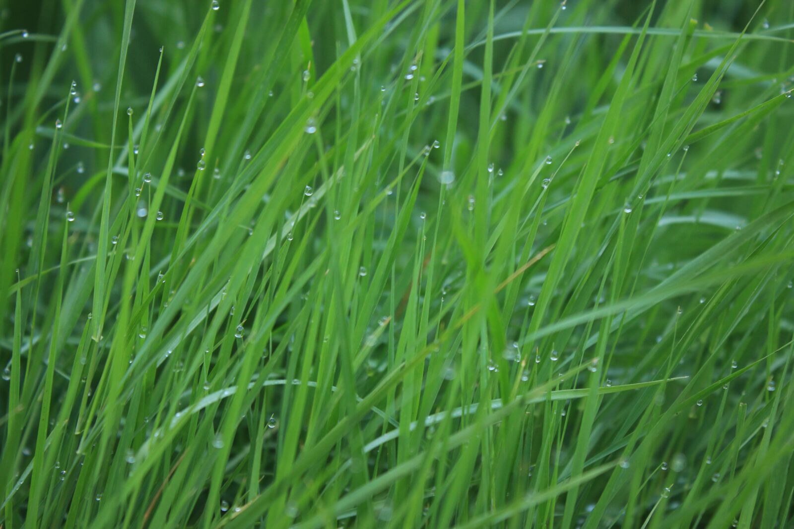 Canon EOS 70D sample photo. Grass, dew, meadow photography