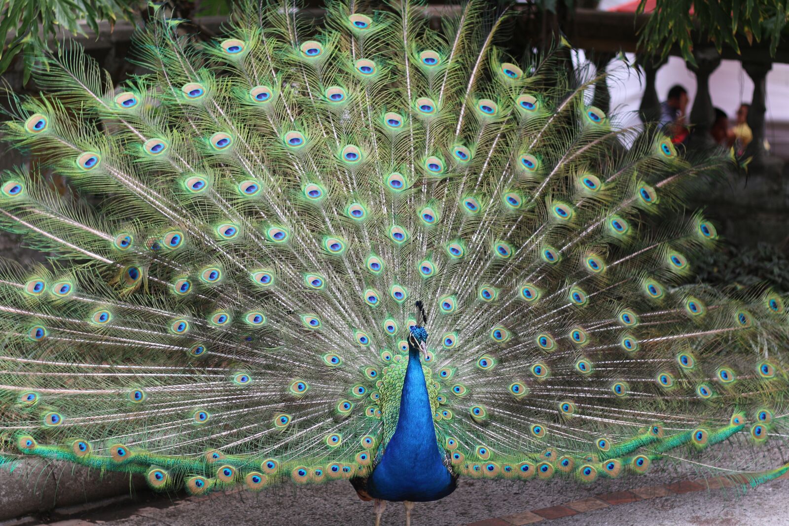 Canon EOS 70D sample photo. Peacock, blossom, exotic photography