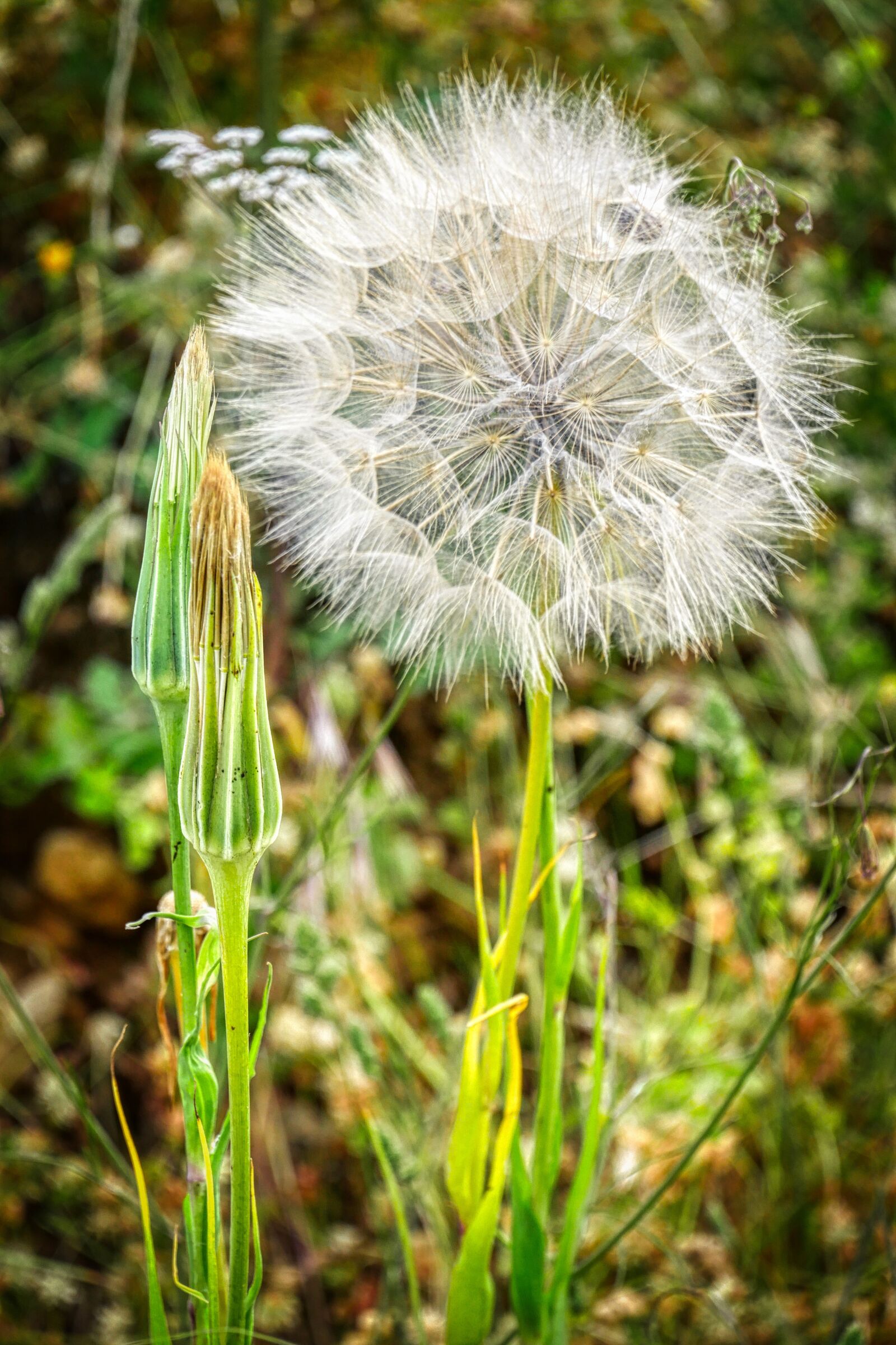 Panasonic Lumix DMC-GX8 sample photo. Flower, dandelion, lion's teeth photography