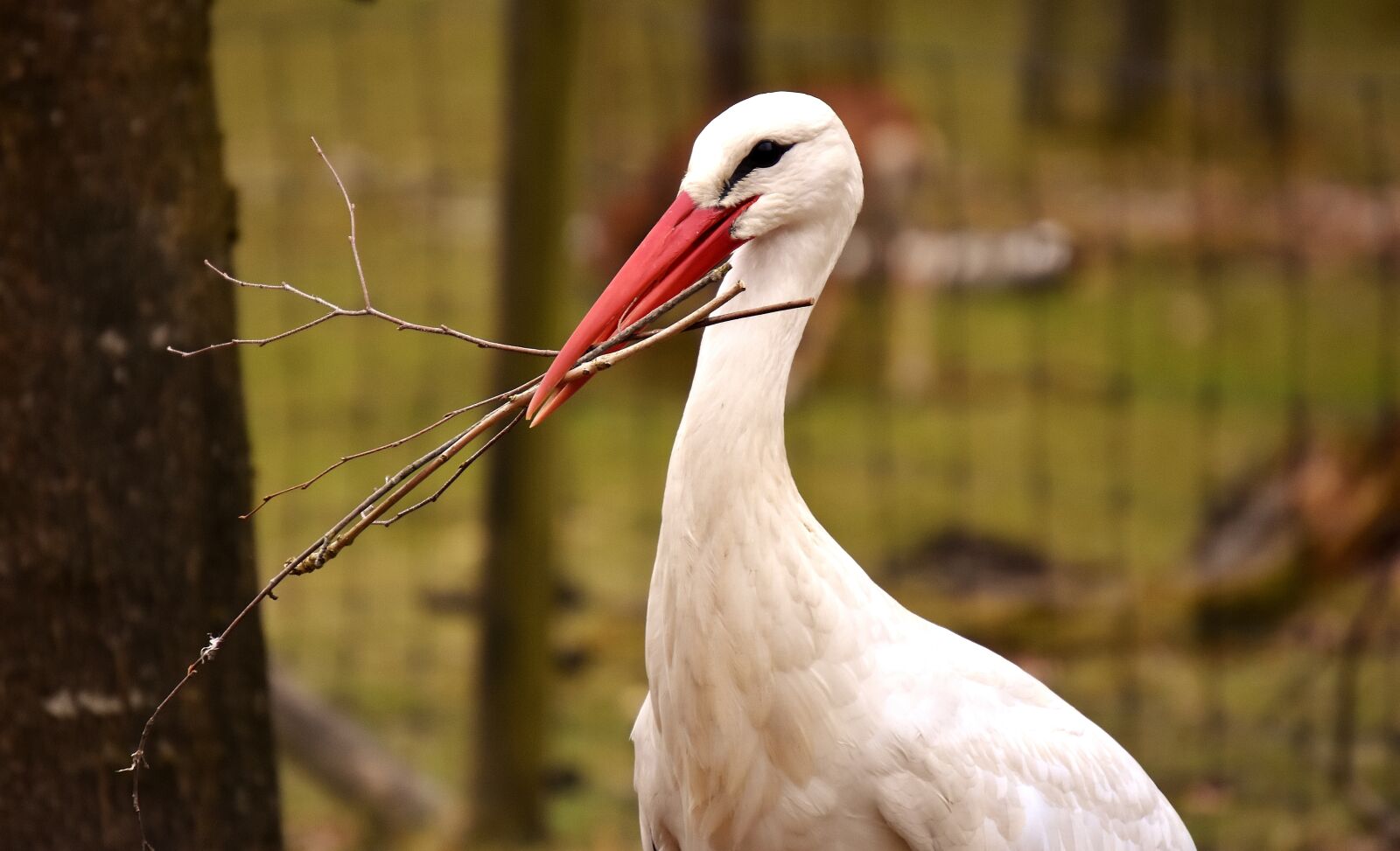 Nikon D7200 sample photo. Stork, nest building, bird photography