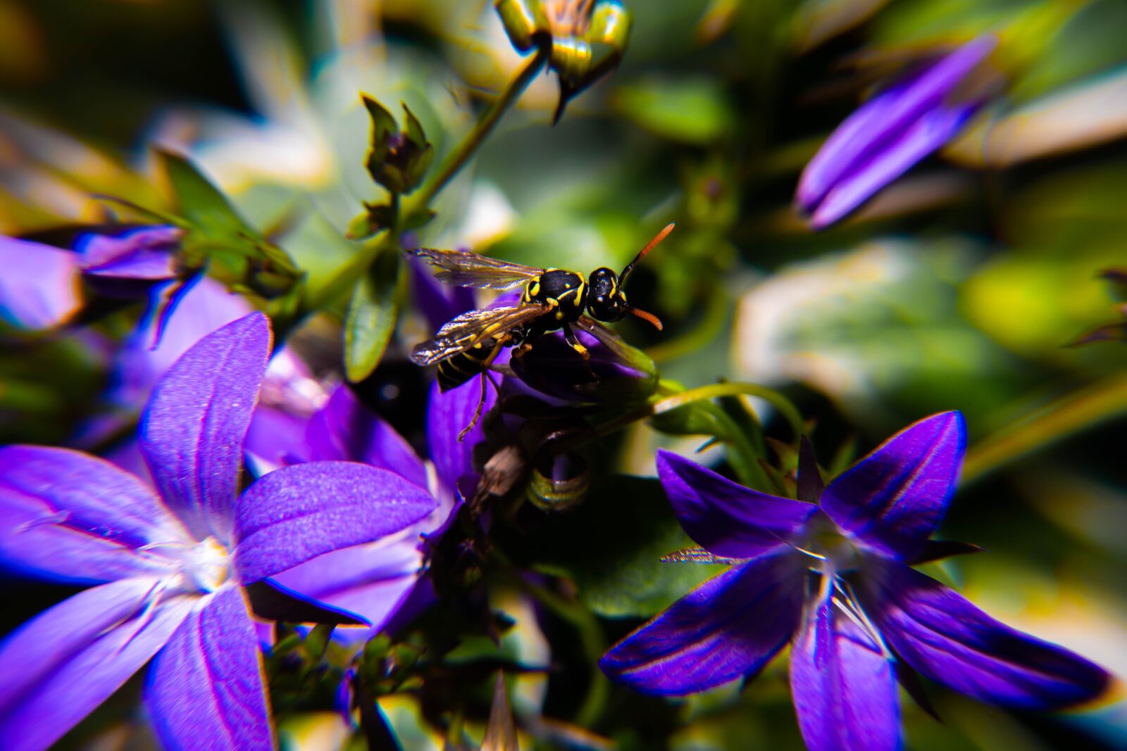 Nikon D850 sample photo. Pollen, blossom, insect photography