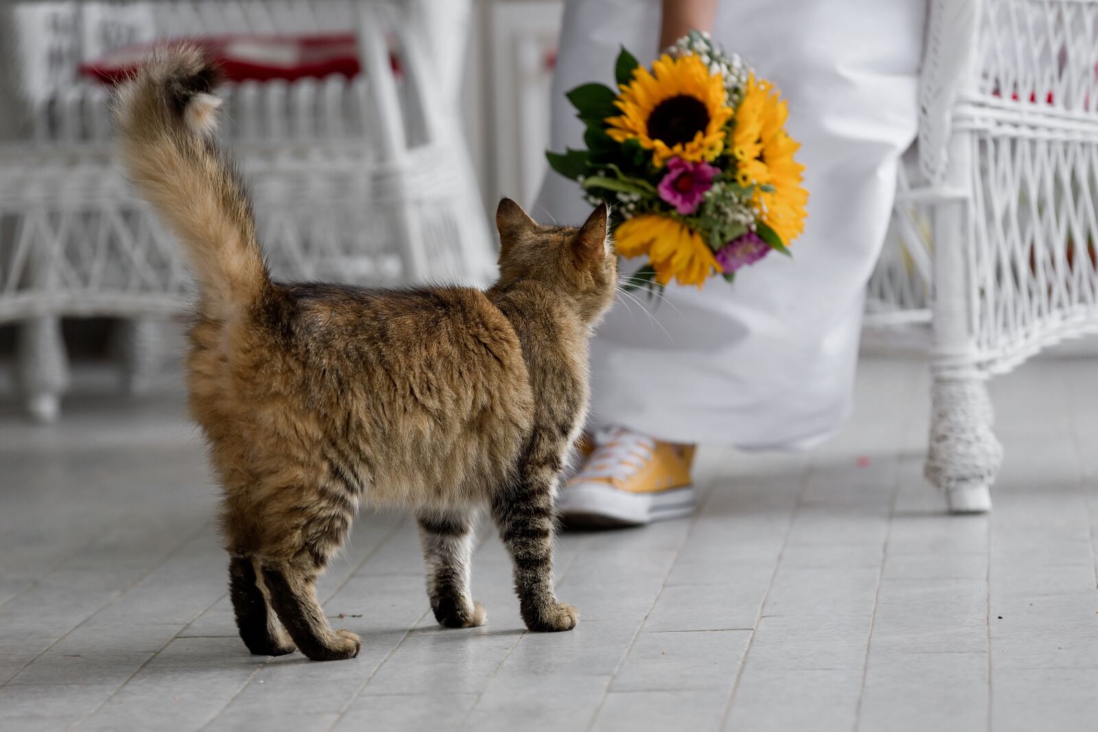 Canon EF 70-200mm F2.8L IS II USM sample photo. Tabby cat, front porch photography