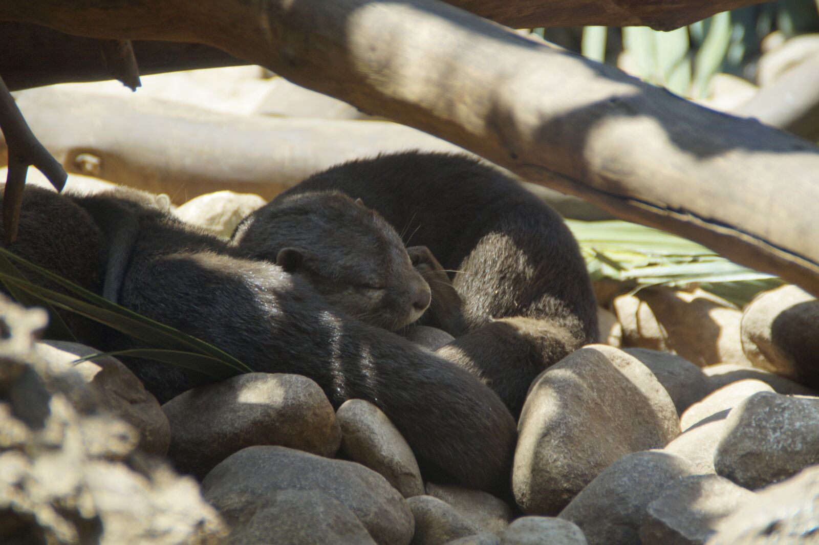 Sony SLT-A58 sample photo. Otters, lazy, tired photography