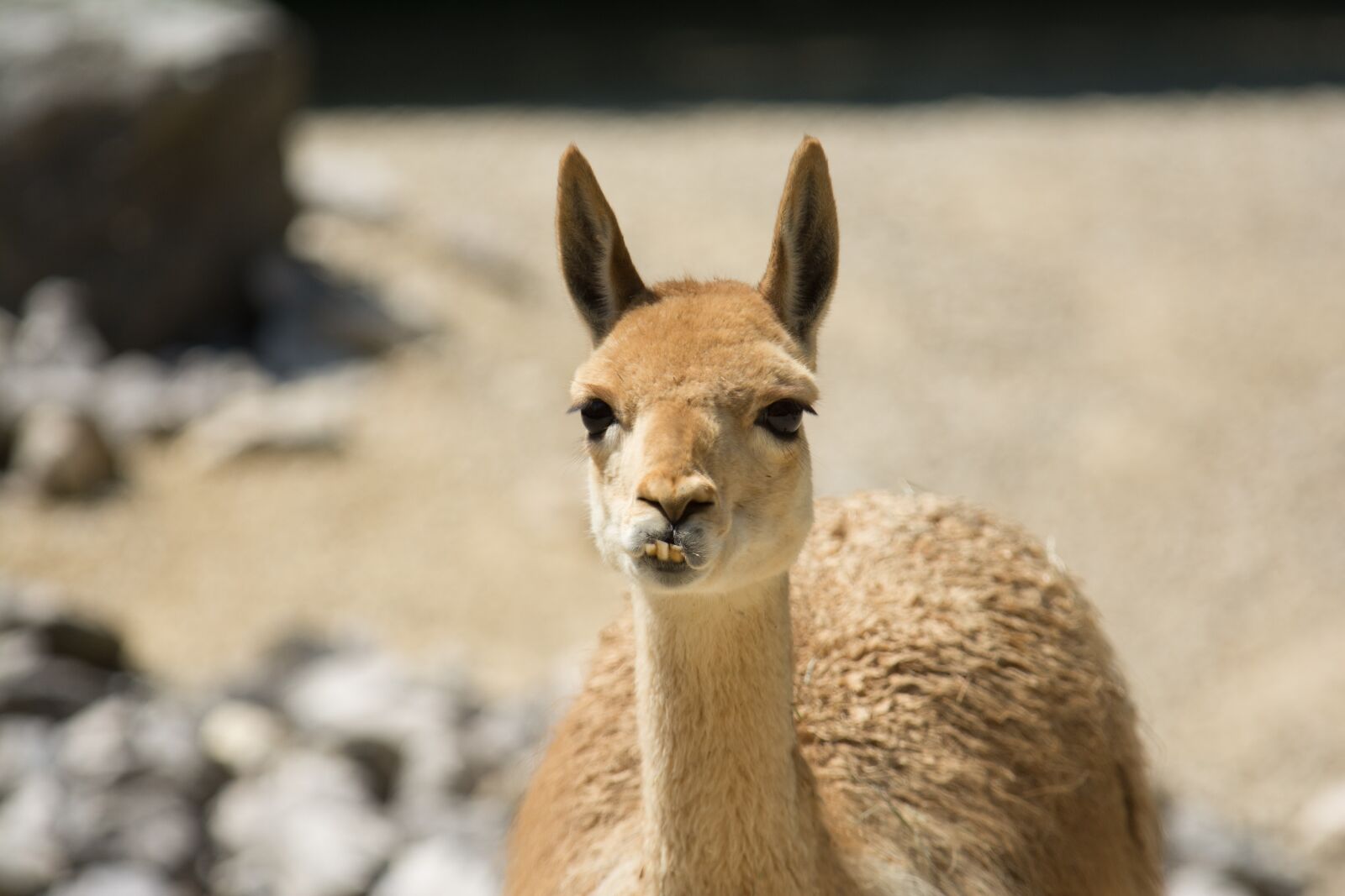 Nikon D7100 sample photo. Animal, zoo, nature photography