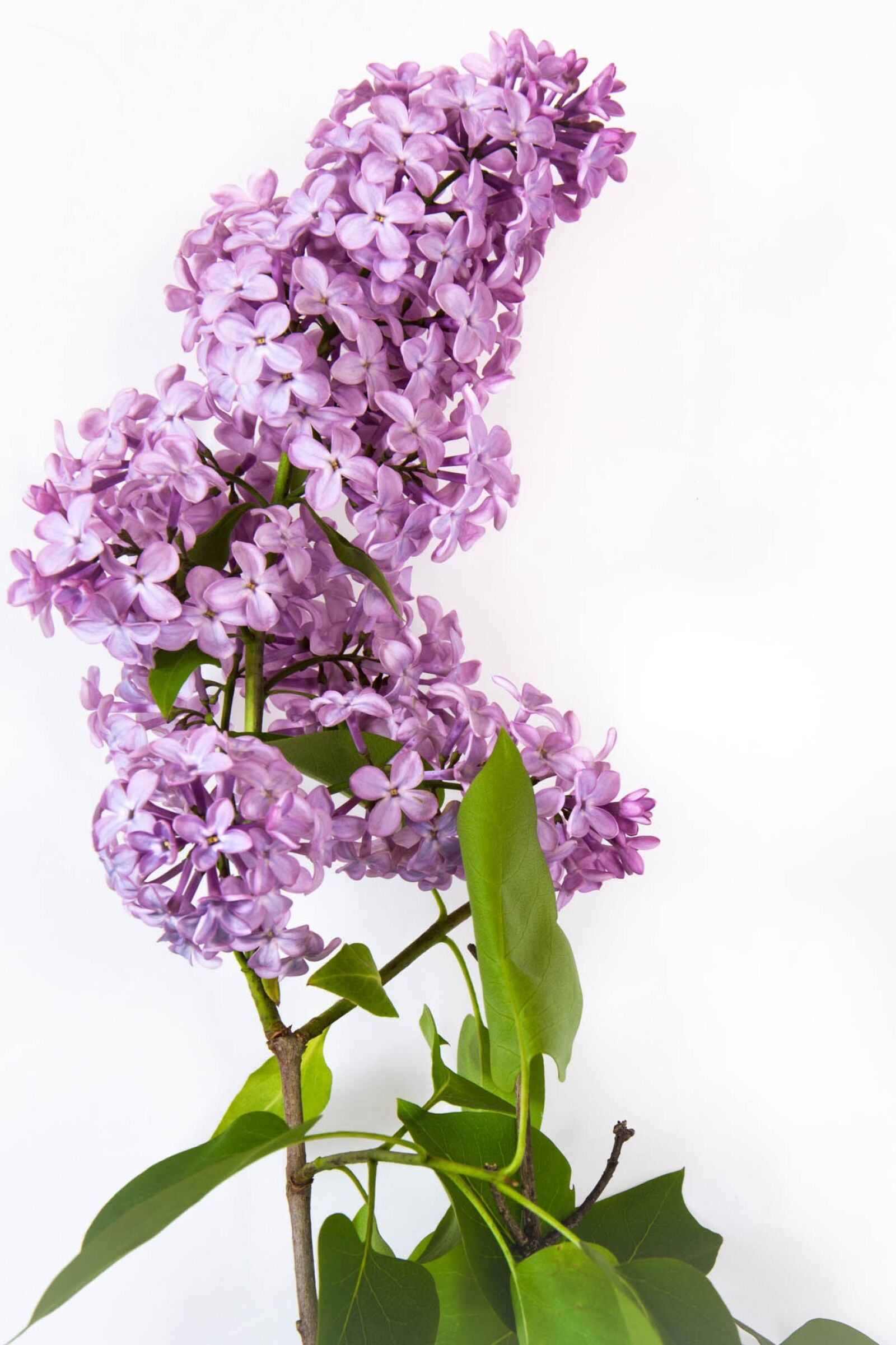 Nikon D7200 sample photo. Lilac, flower, nature photography