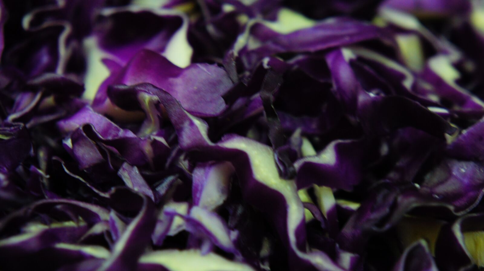 Sony Alpha NEX-5 sample photo. Cabbage, col, ingredient photography