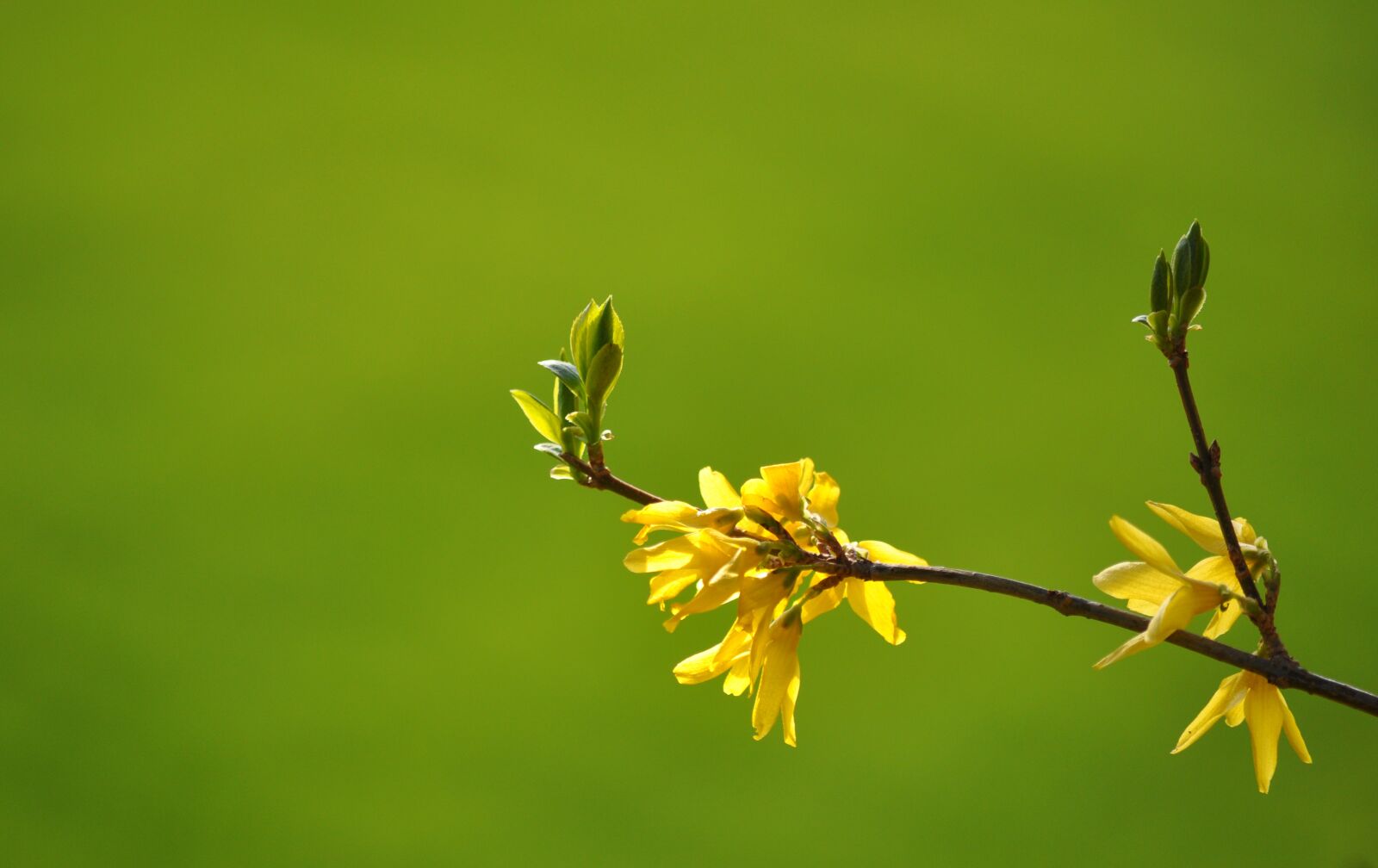 Nikon D90 sample photo. Forsythia, yellow, garden photography
