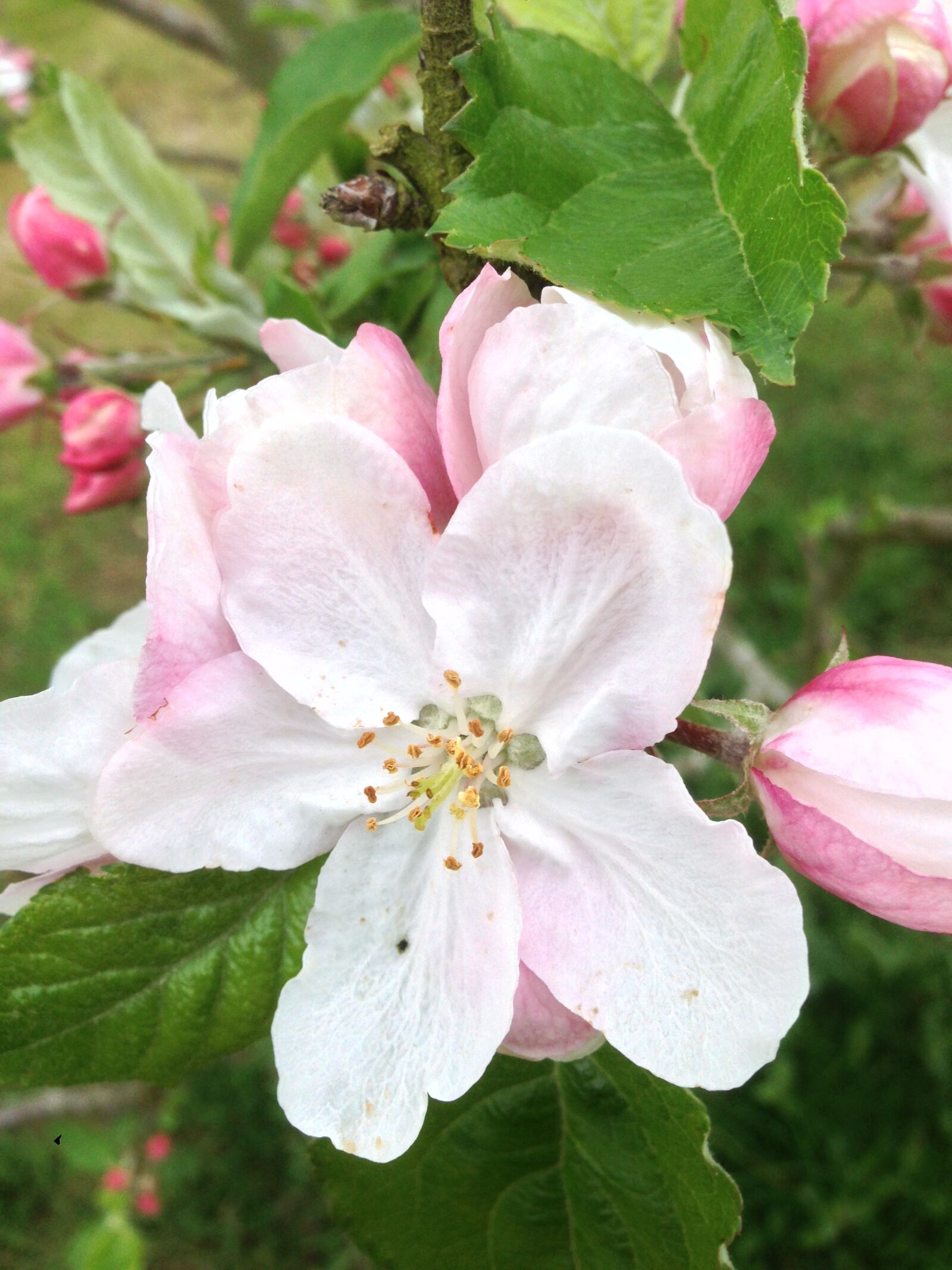 iPhone 5 back camera 4.12mm f/2.4 sample photo. Flower, of, apple photography