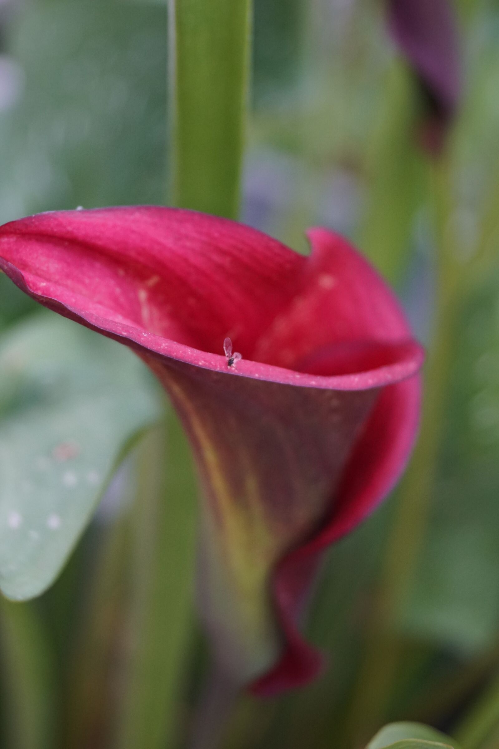 Sony SLT-A68 + Sony DT 18-55mm F3.5-5.6 SAM II sample photo. Flower, nature, calla photography